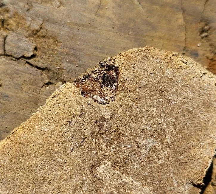 A fossilised fish head in a piece of rock