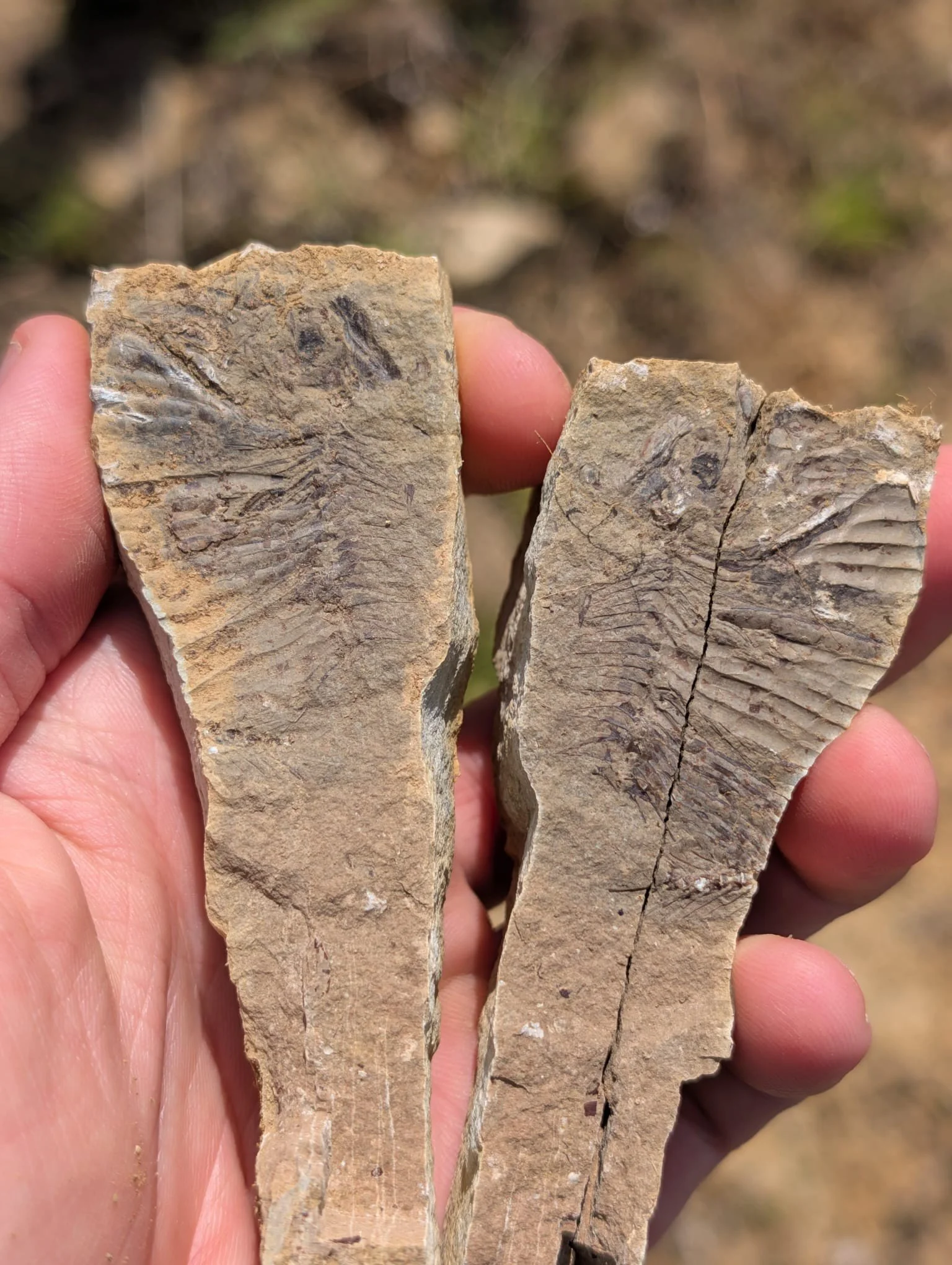 Two pieces of rock showing two halves of a fossilised fish