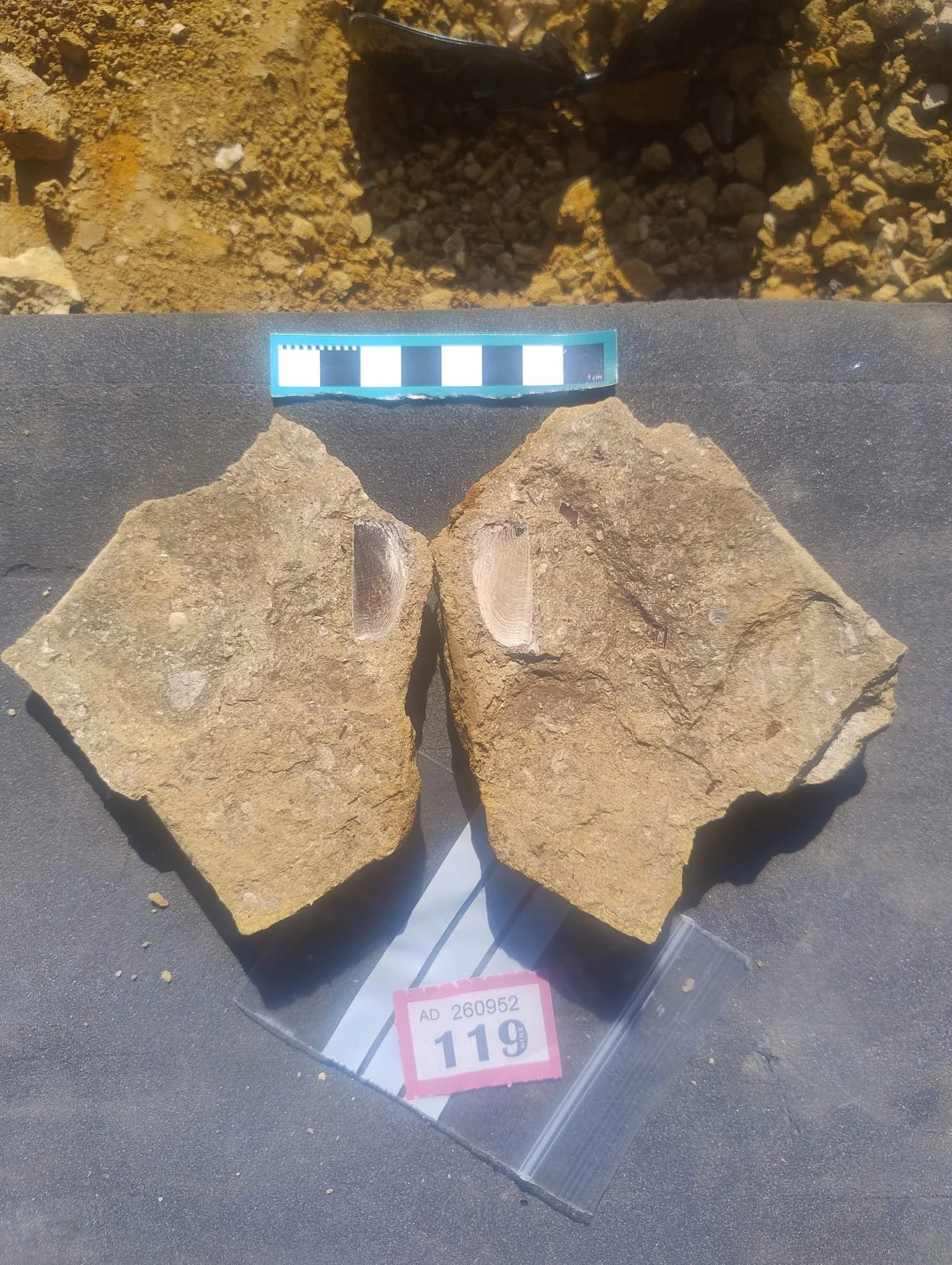 Overheard view of two pieces of rock with a semi-circular grey and white impression of a fossil on either side.
