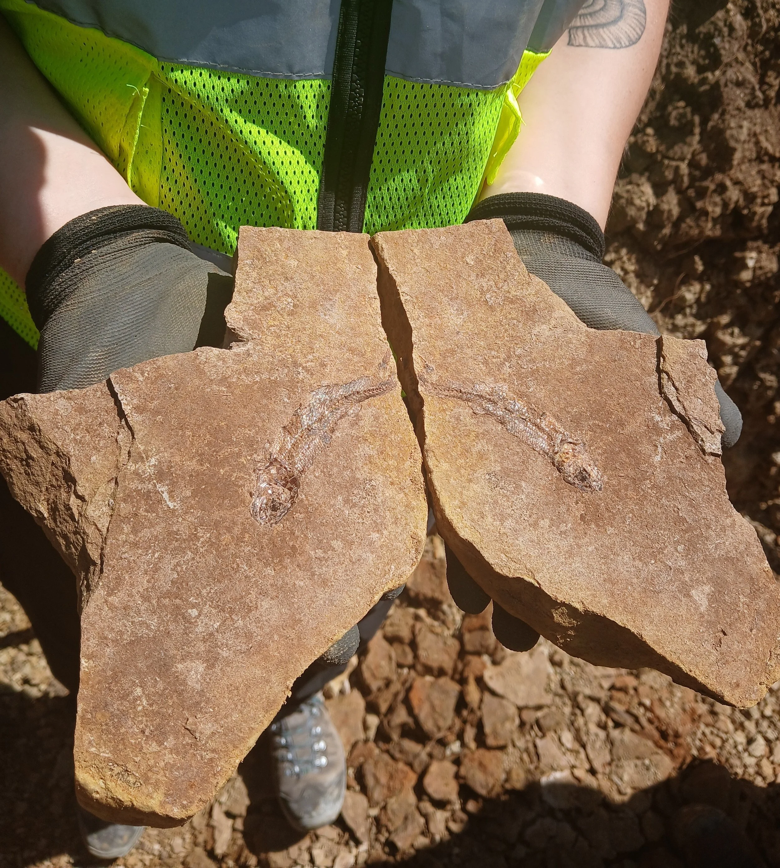 A close-up shot of a person holding two flat pieces of rock, both halves showing fossilised fish