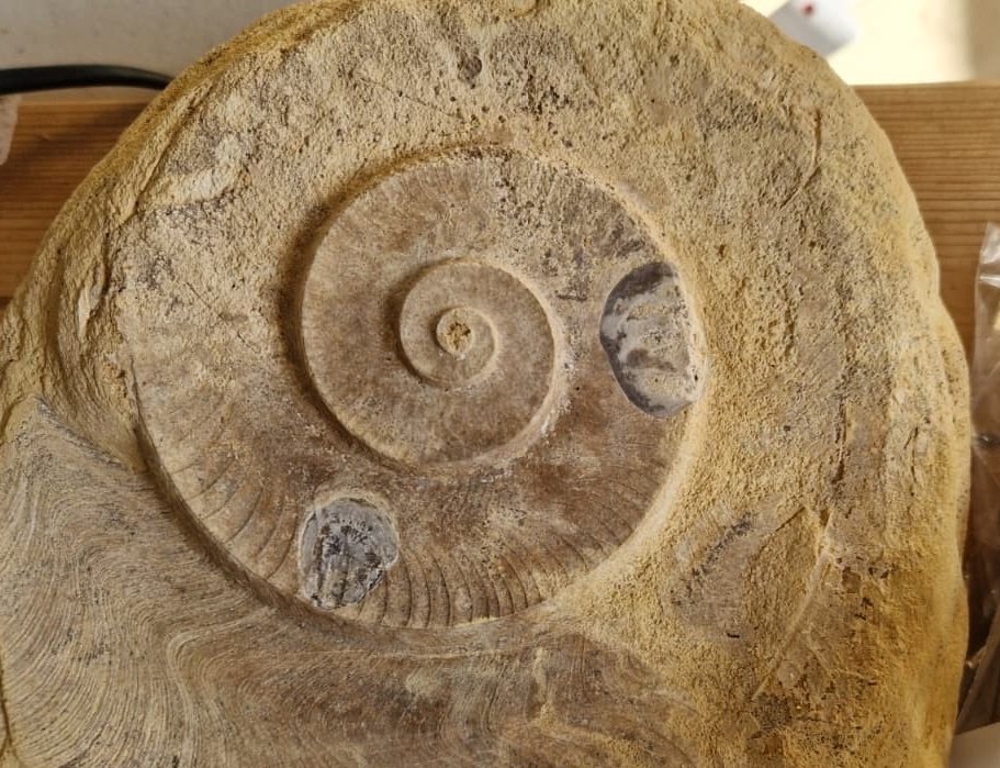 Ammonite