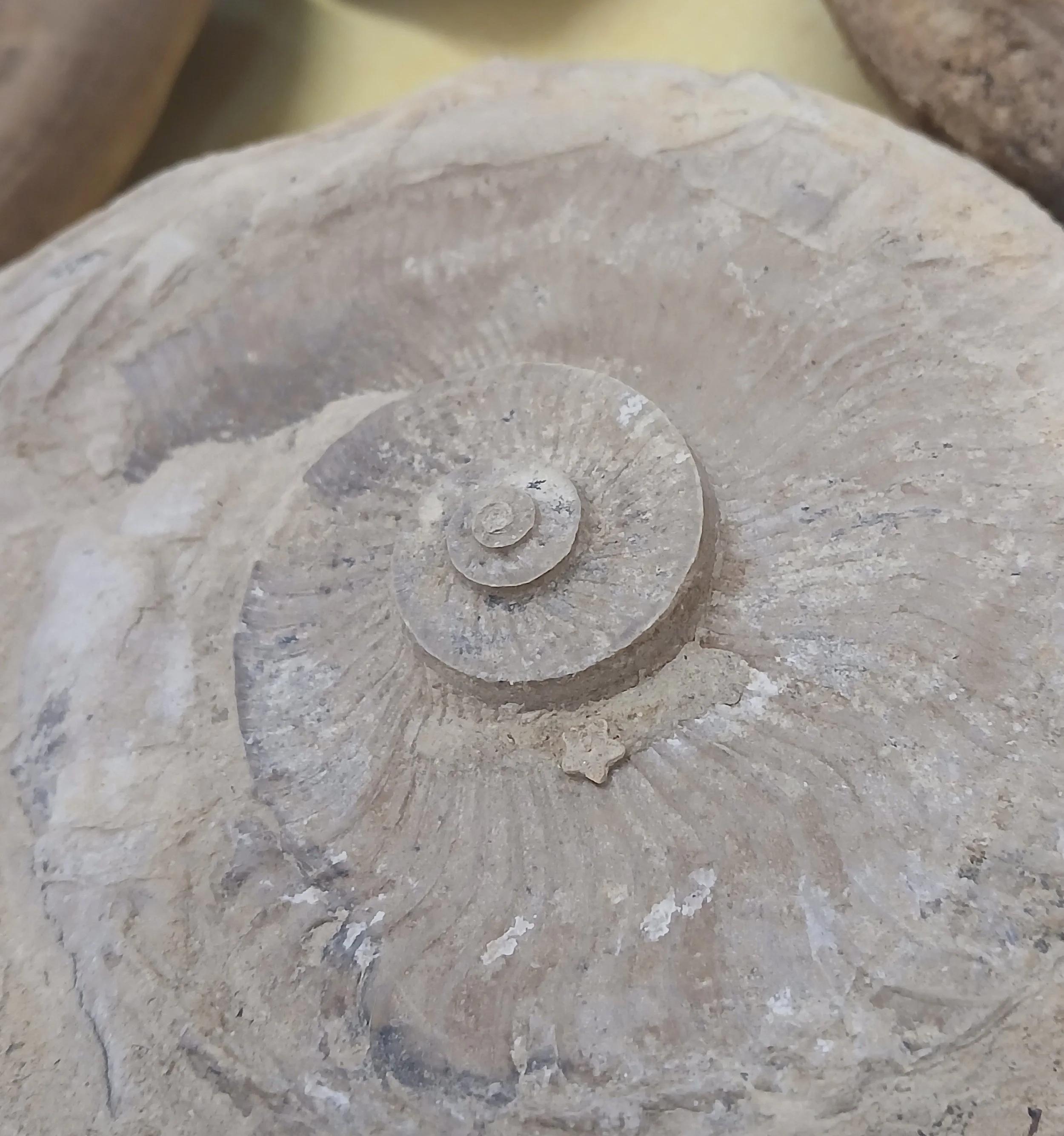 Close up of a spiral shaped ammonite fossil with a star-shaped crinoid fossil