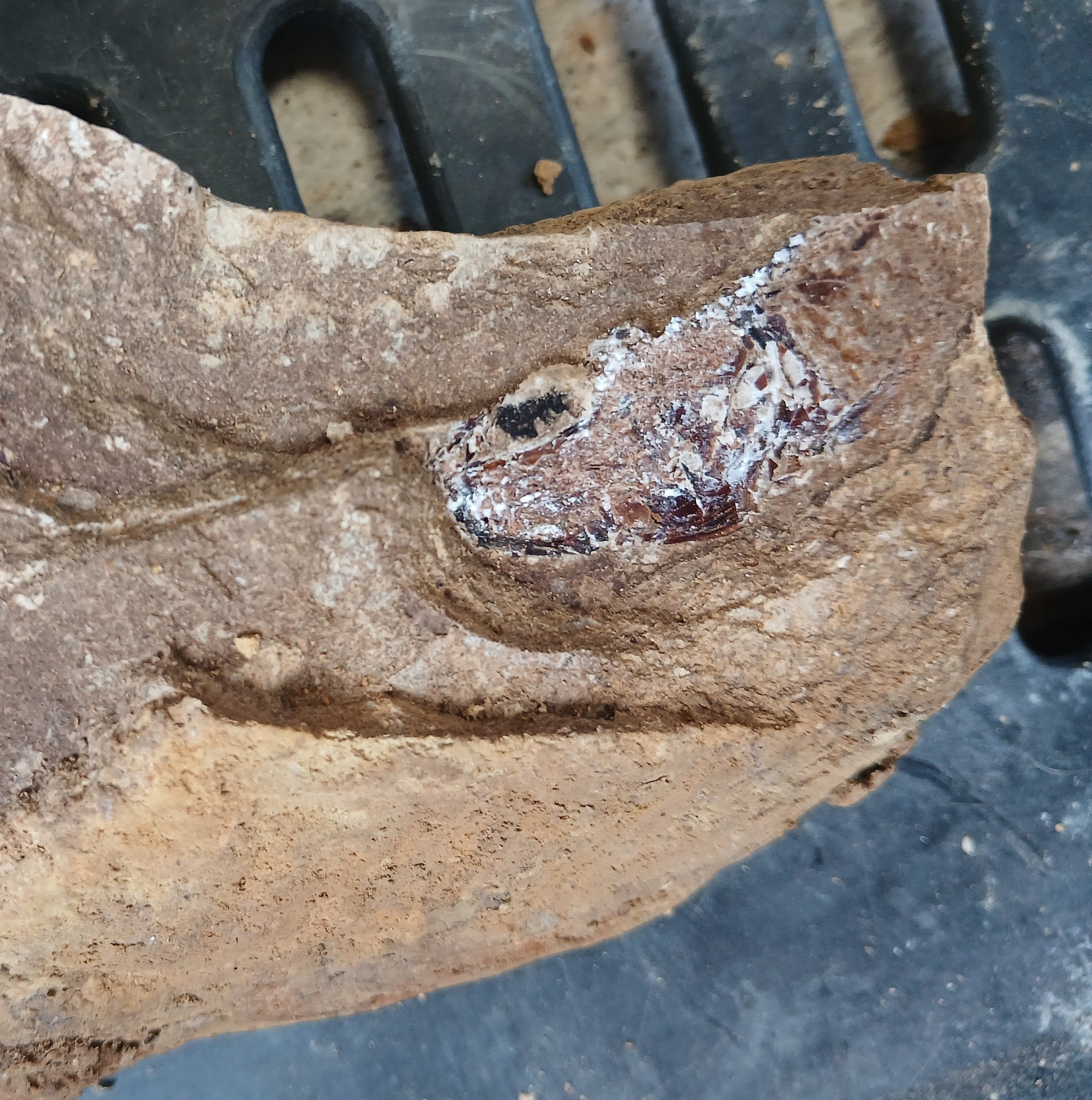 Fossilised fish head with a black eyeball embedded in a piece of rock
