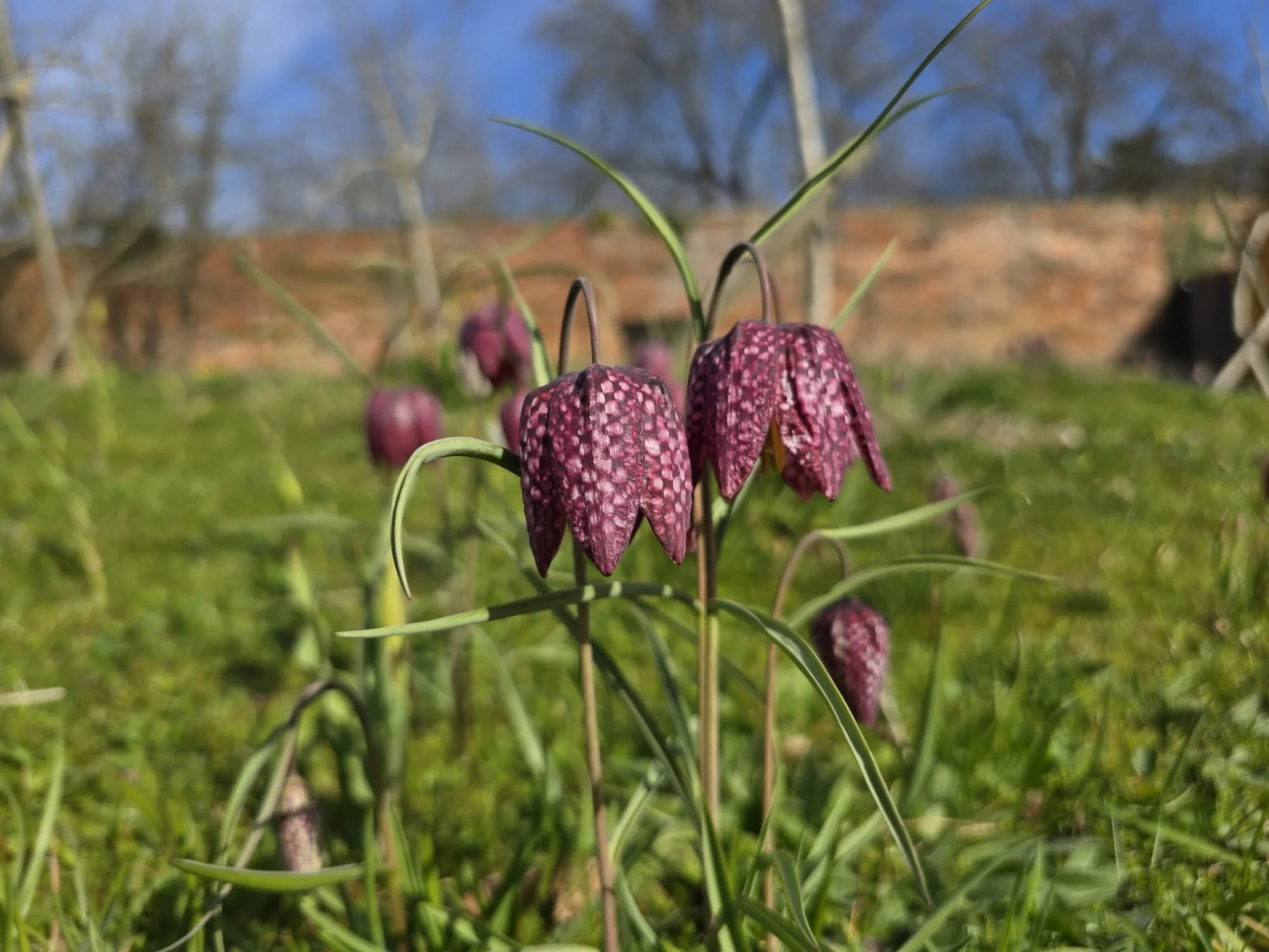 Fritillaries ( image by Philippa).jpg