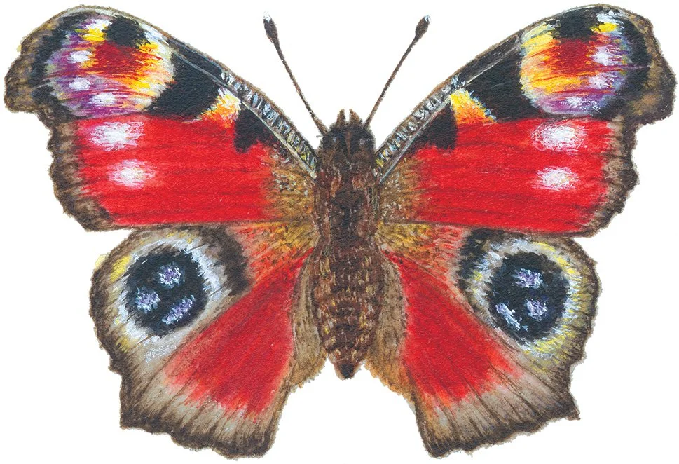 Beautiful Butterflies - Family Drop-in Craft Workshop