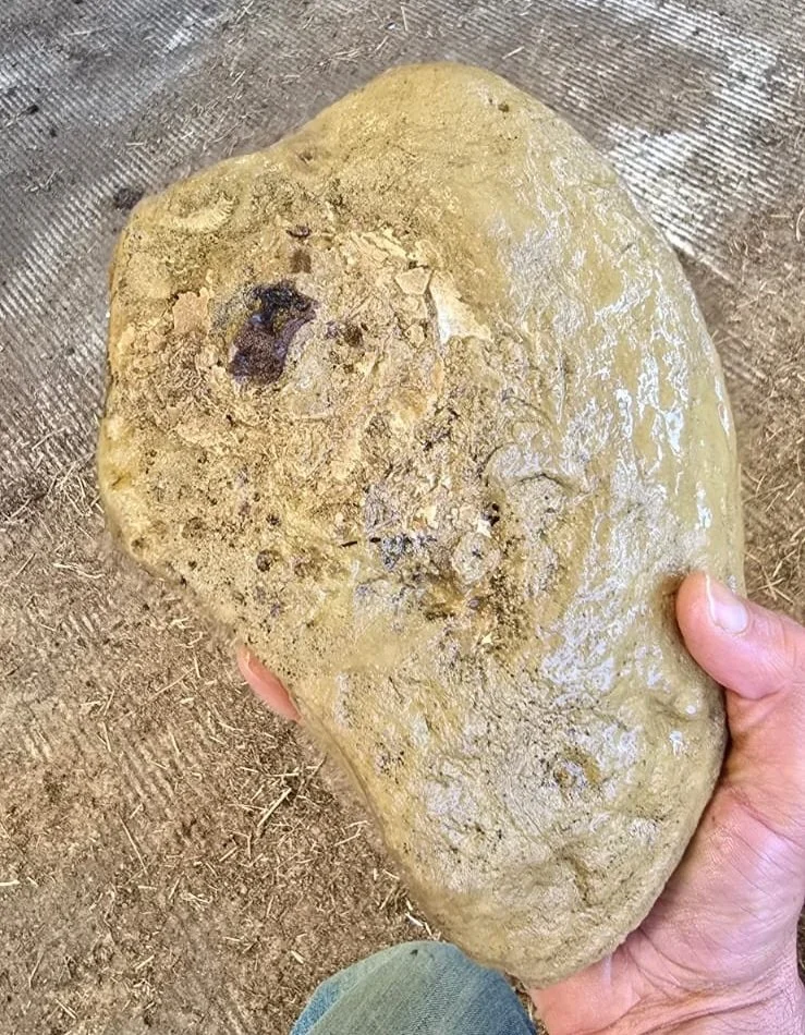 Person holding a rock which contains fossilised material