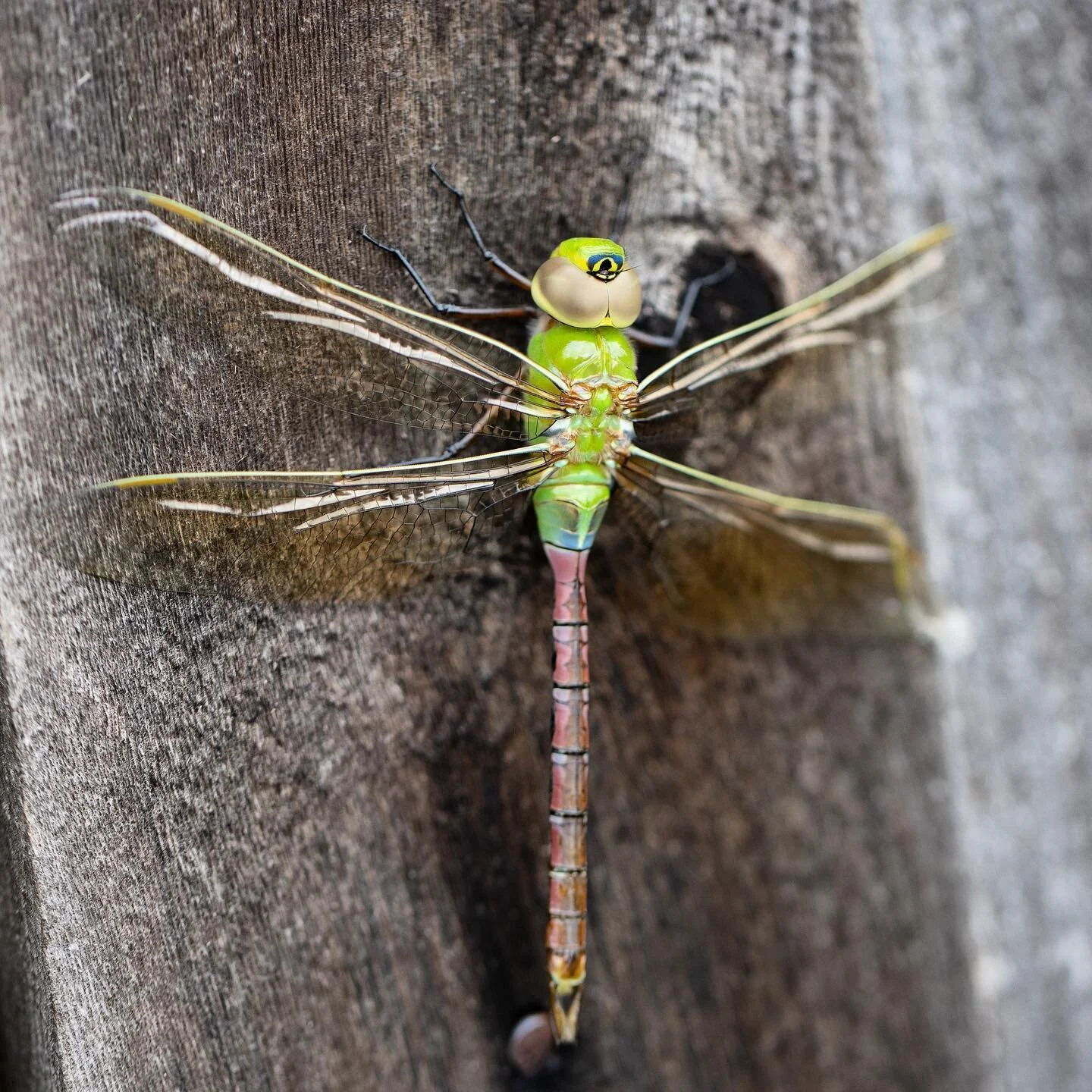 It&rsquo;s been really fascinating to learn more about the insect world through the lens of our backyard garden. Even learning about the pests that make food production challenging has been fun. When you grow organically you come to appreciate the de
