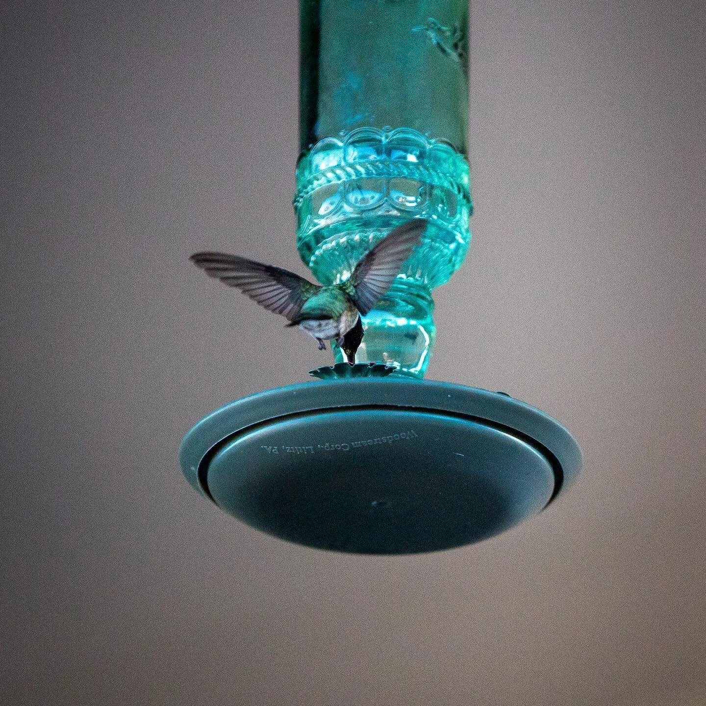 Hummingbirds are a symbol of happiness or joy. Recently I had a conversation with a friend who has started the practice of making time to do 3 things that make her joyful everyday. That conversation was a great reminder to not just practice joyful ac