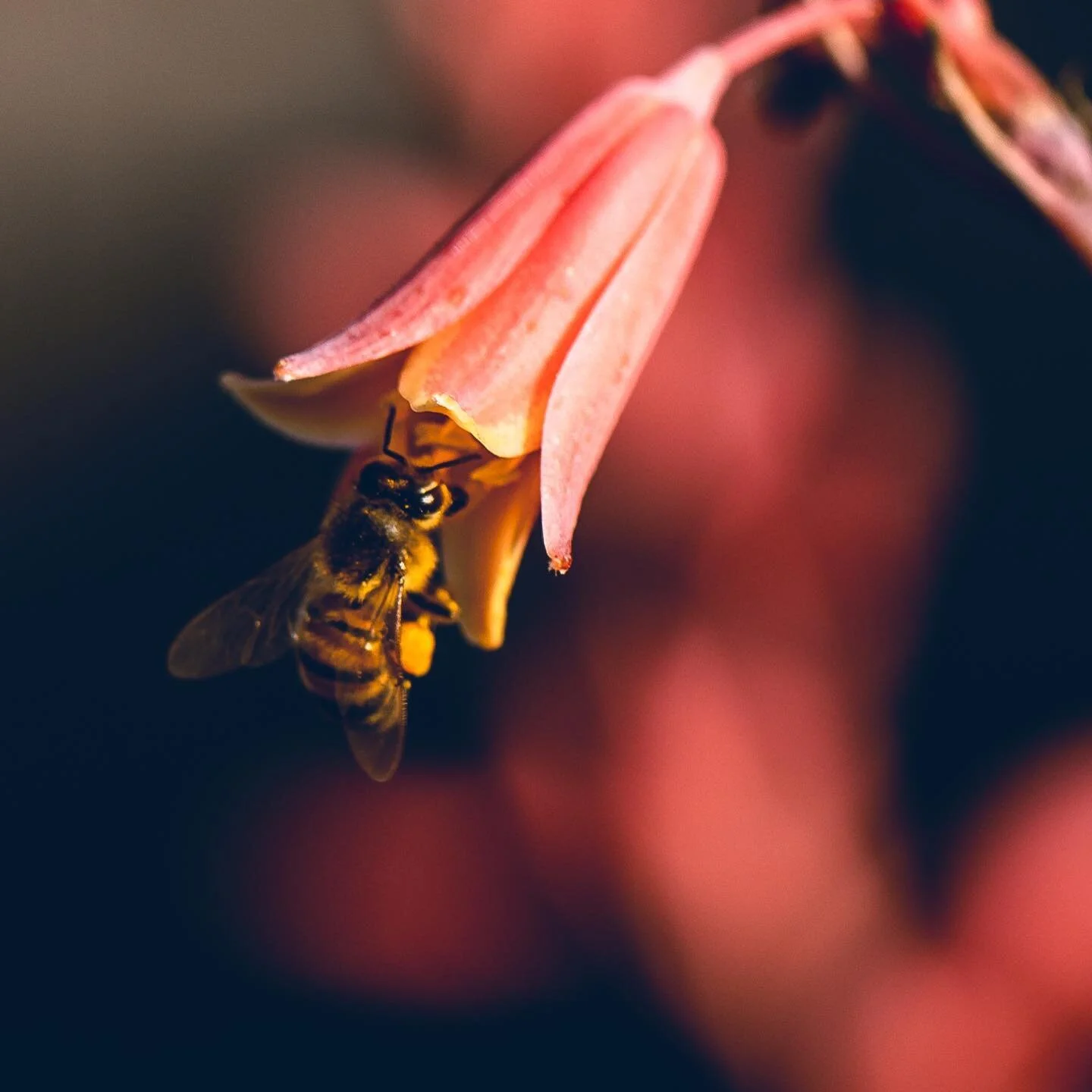 Loving all the pollinators in the garden lately. #savethebees #macrophotography #atxphotographer #austinphotography #urbangarden #canoneosr