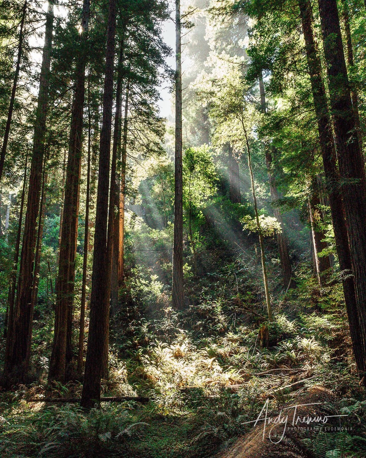 &ldquo;The redwood is one of the few conifers that sprout from the stump and roots, and it declares itself willing to begin immediately to repair the damage of the lumberman and also that of the forest-burner&rdquo;. ~ John Muir 
 
#johnmuir #redwood