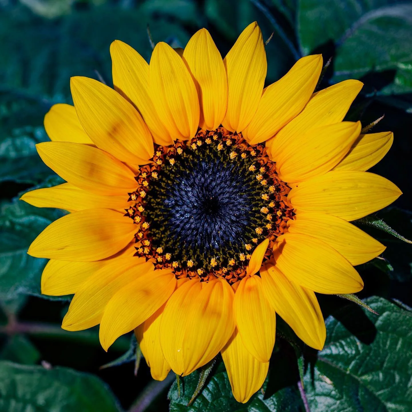 Sunflowers symbolize adoration, loyalty and longevity. Much of the meaning of sunflowers stems from its namesake, the sun itself. We have several sunflowers growing in the garden, they usher in both nostalgia and adoration. Nostalgia as they conjure 