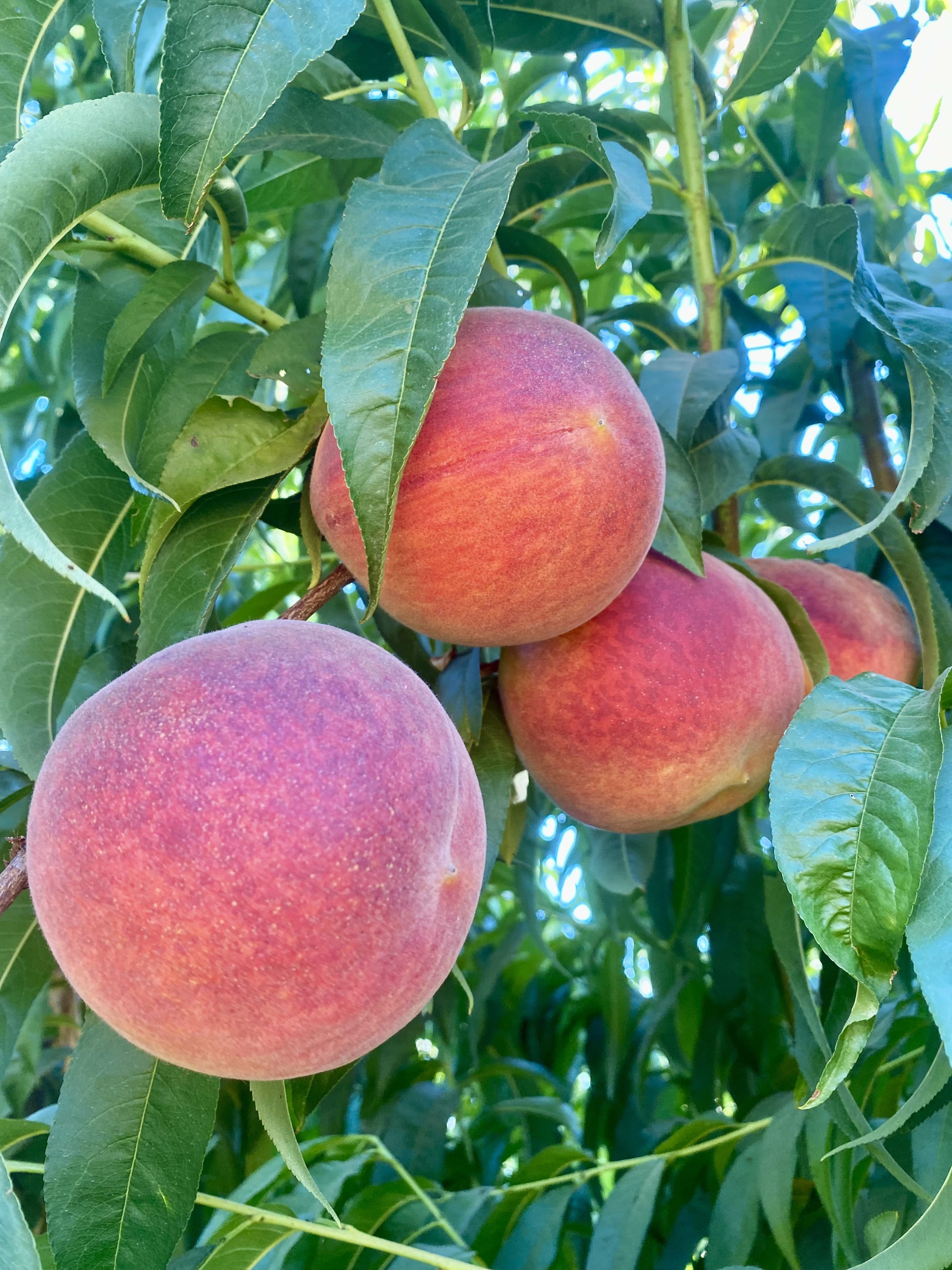 Solari Ranch Original Variety Peaches