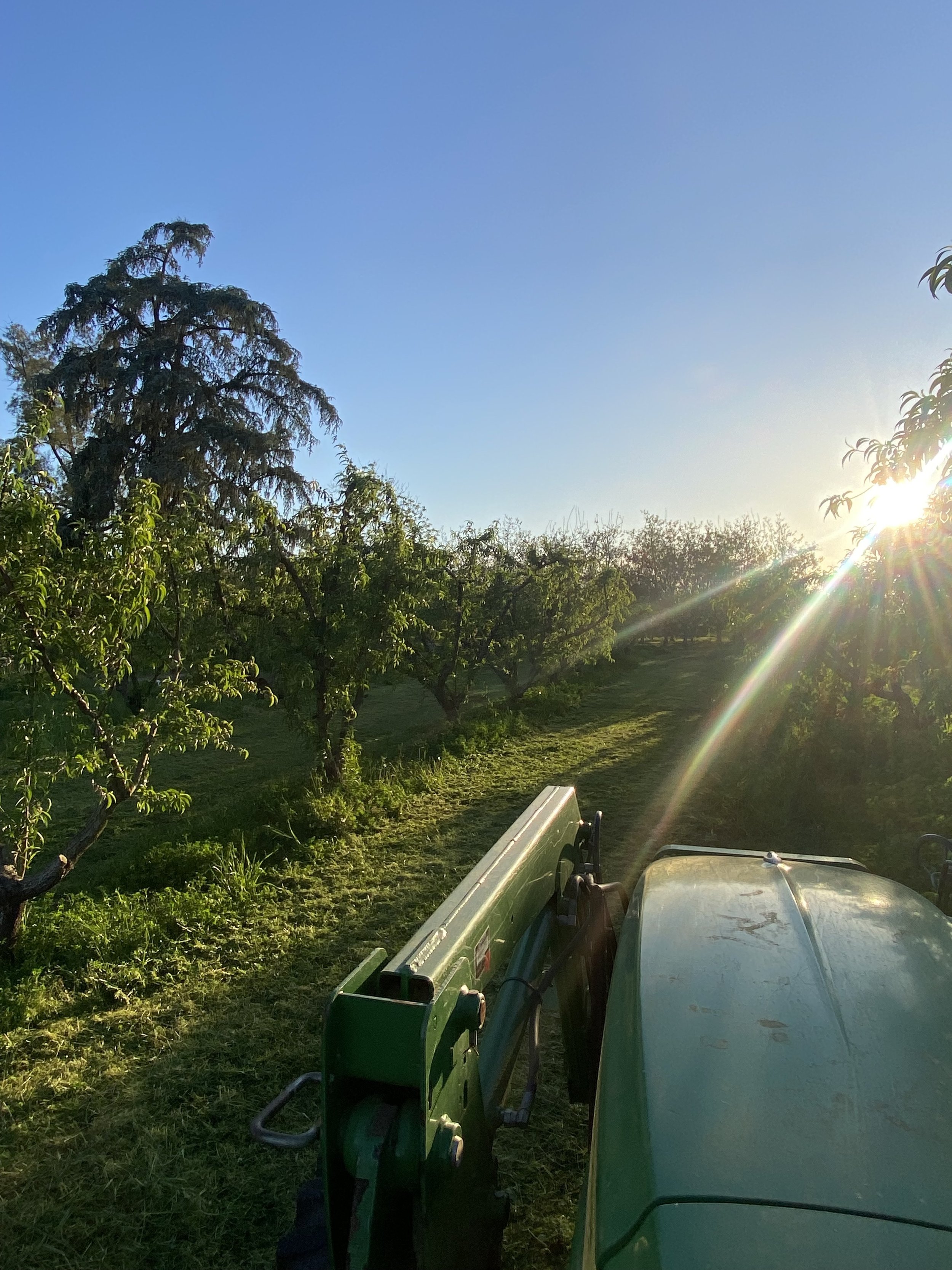 Solari Ranch Original Variety Peaches