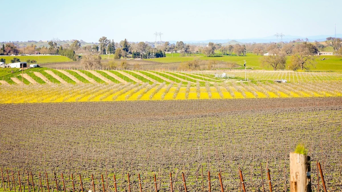 Vaccarezza+Ranch-54_good_earth_farms.jpg