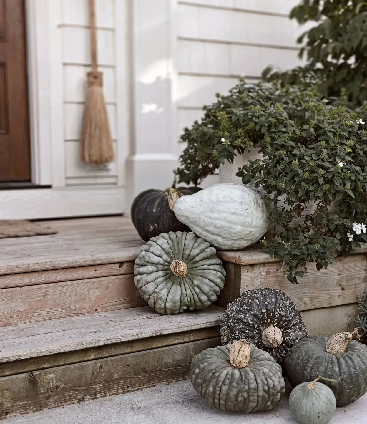 Fall but make it Ambiance. Aka Monochromatic. 

For those of you that know me, you know that it's a big deal that there are pumpkins on my porch 🙃 What can I say @theharvest.table pumpkins won me over!