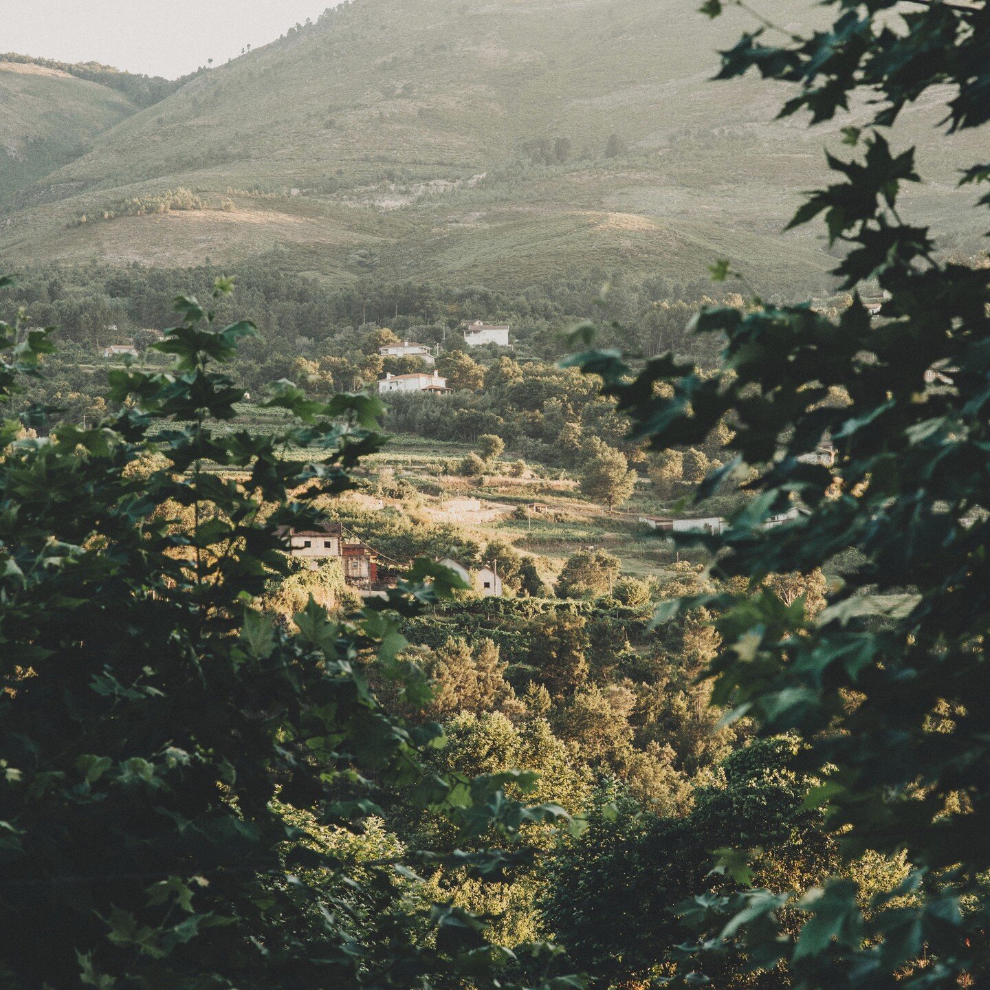 Inspired by the natural beauty of our surroundings, assured by the traditions of the art and blessed by the privileged conditions of the terroir, we nurture our Alvarinho vines. The result is something special which we are delighted to share with you