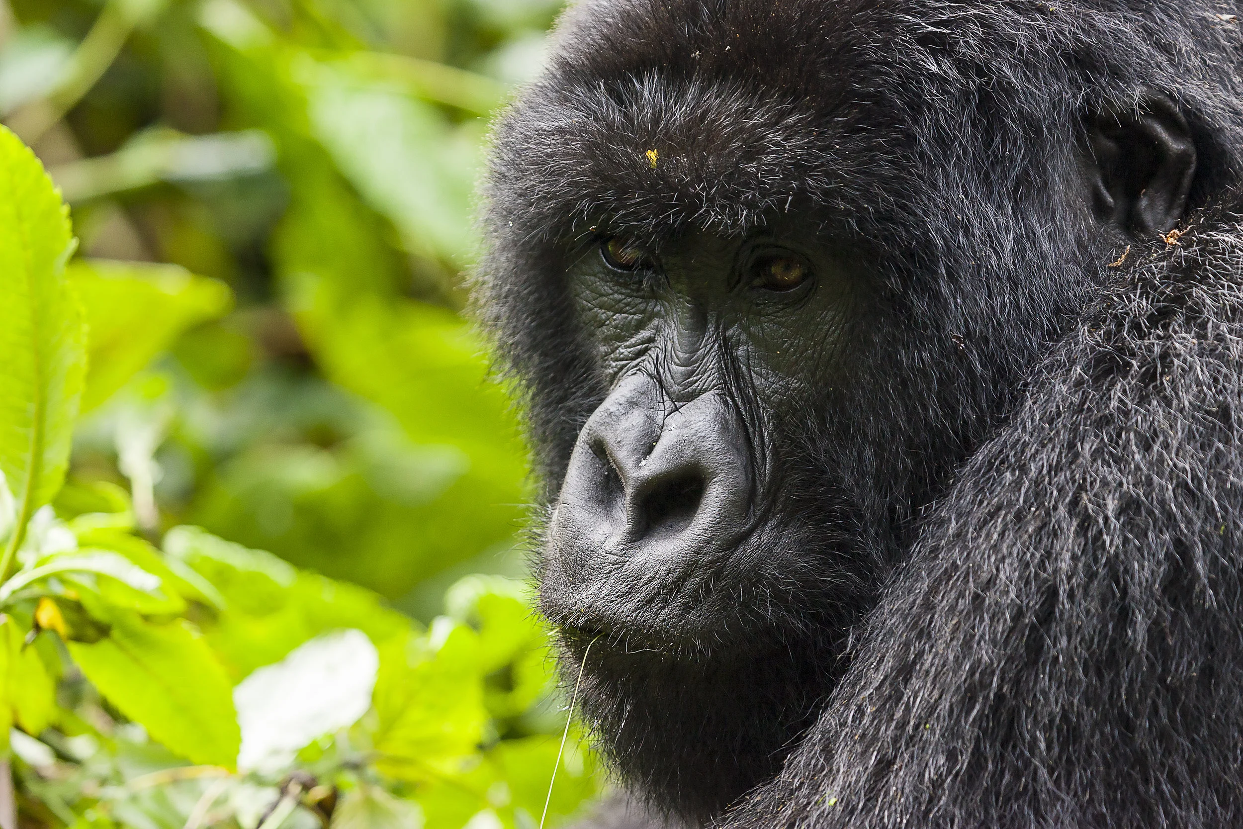 Young gorilla - Volcanoes National Park