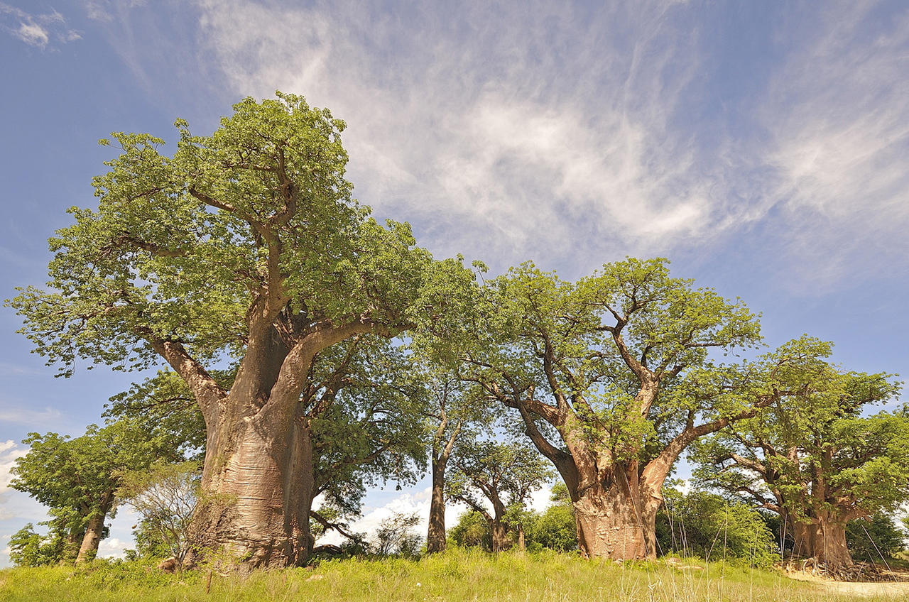 nxai_baines_baobabs.jpg