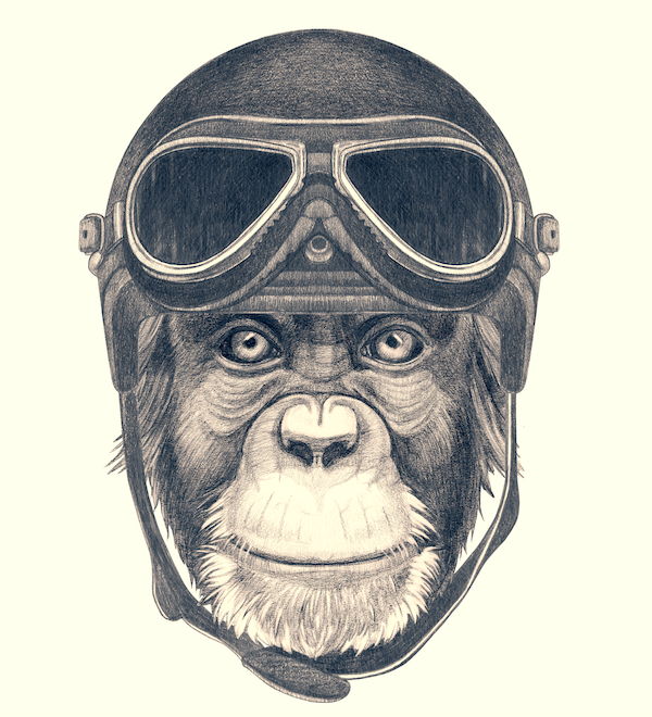 adventure exp chimp .png