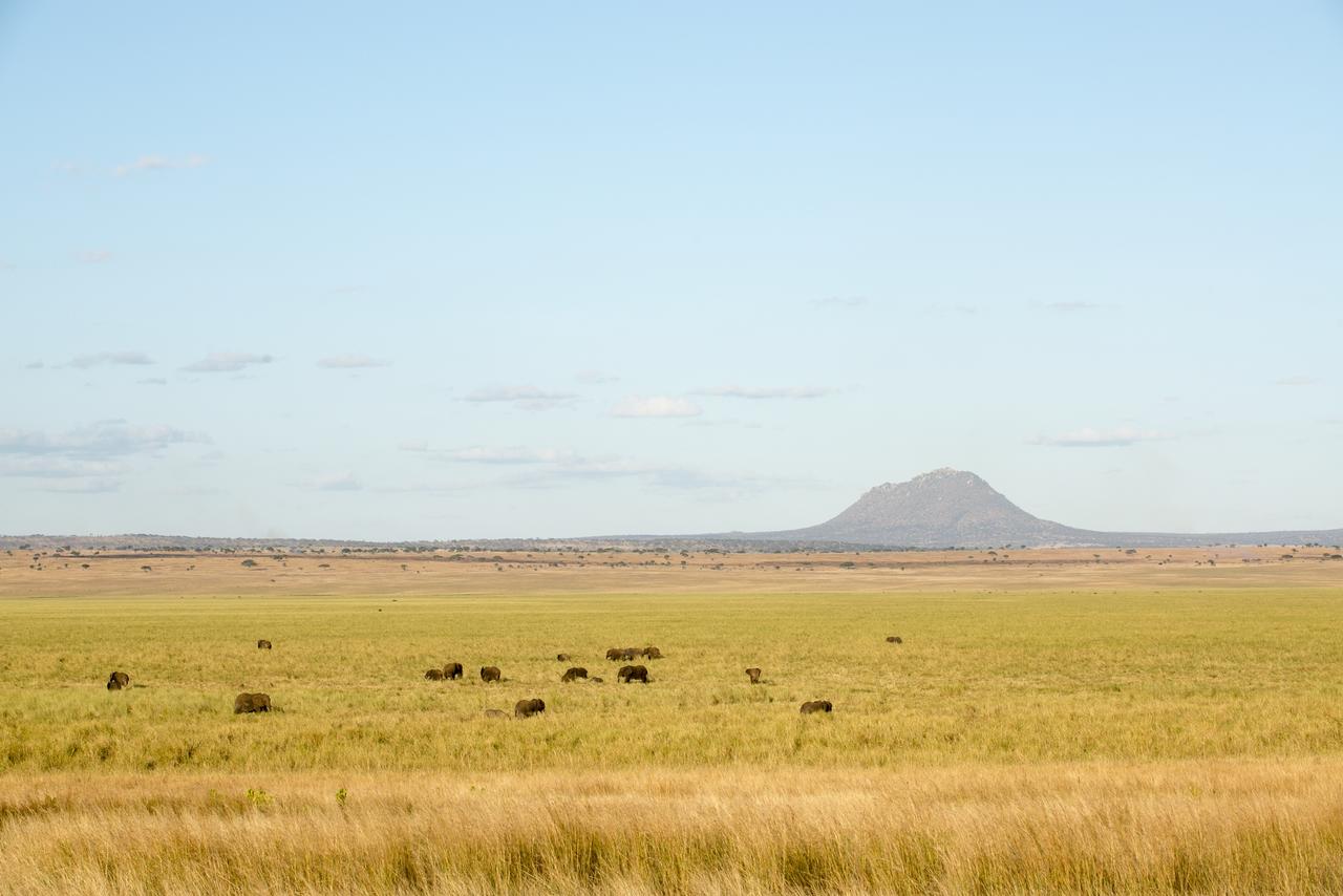 kuro_tarangire012.jpg