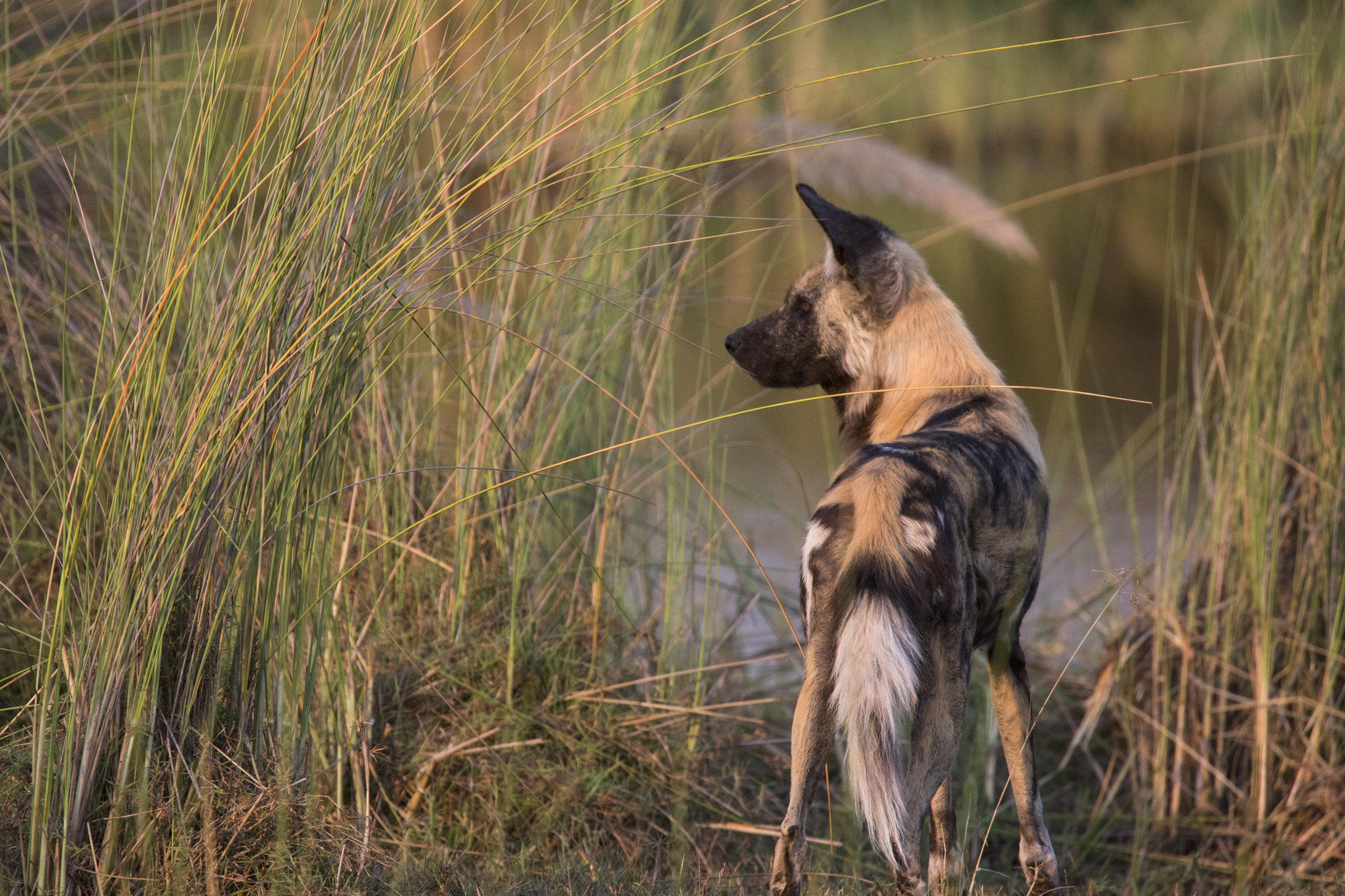 dubaexplorerscamp_wild_dogwater_vanessastephens.jpg