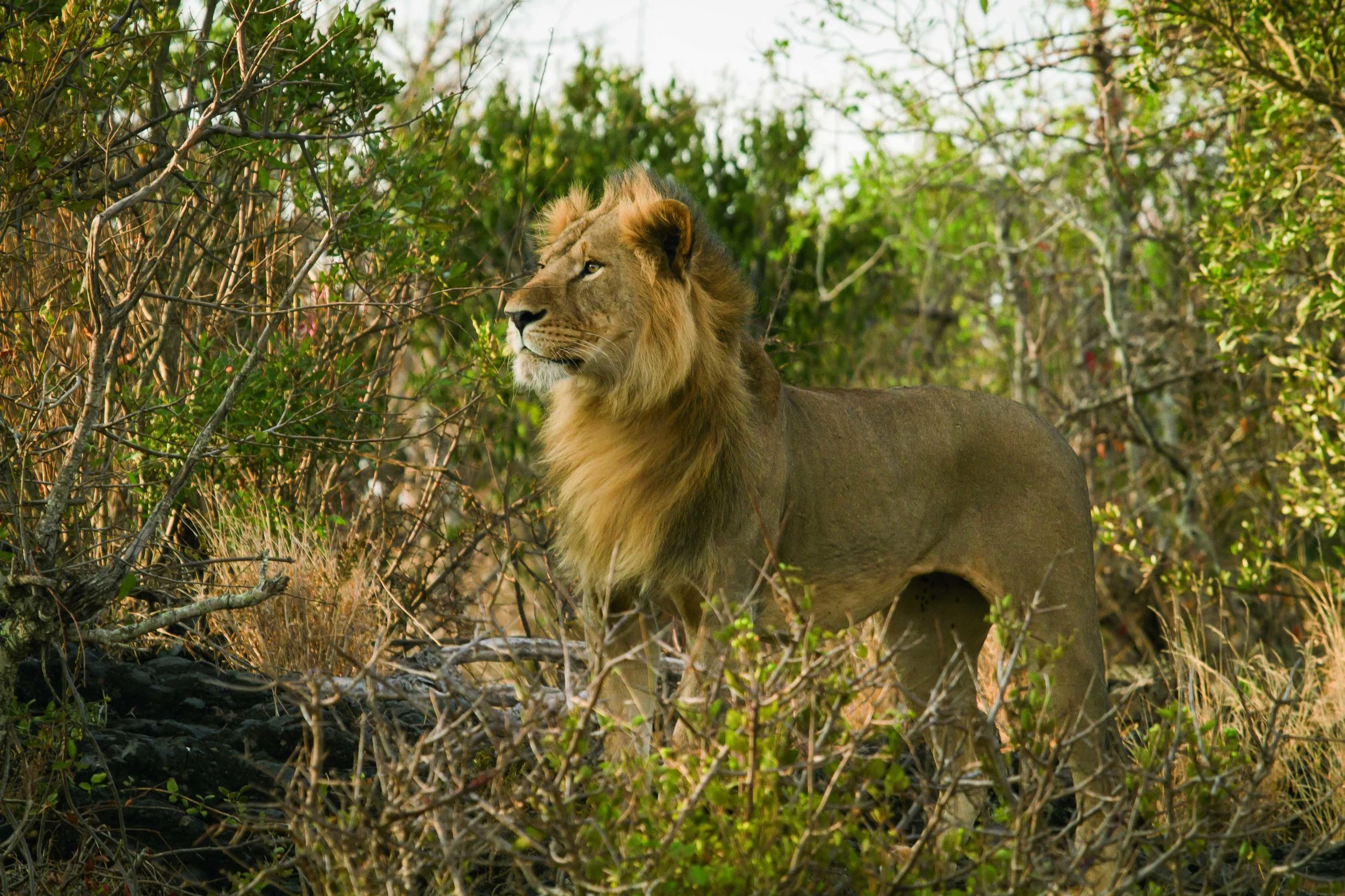 oldonyolodge_youngmalelion_jeremygoss.jpg
