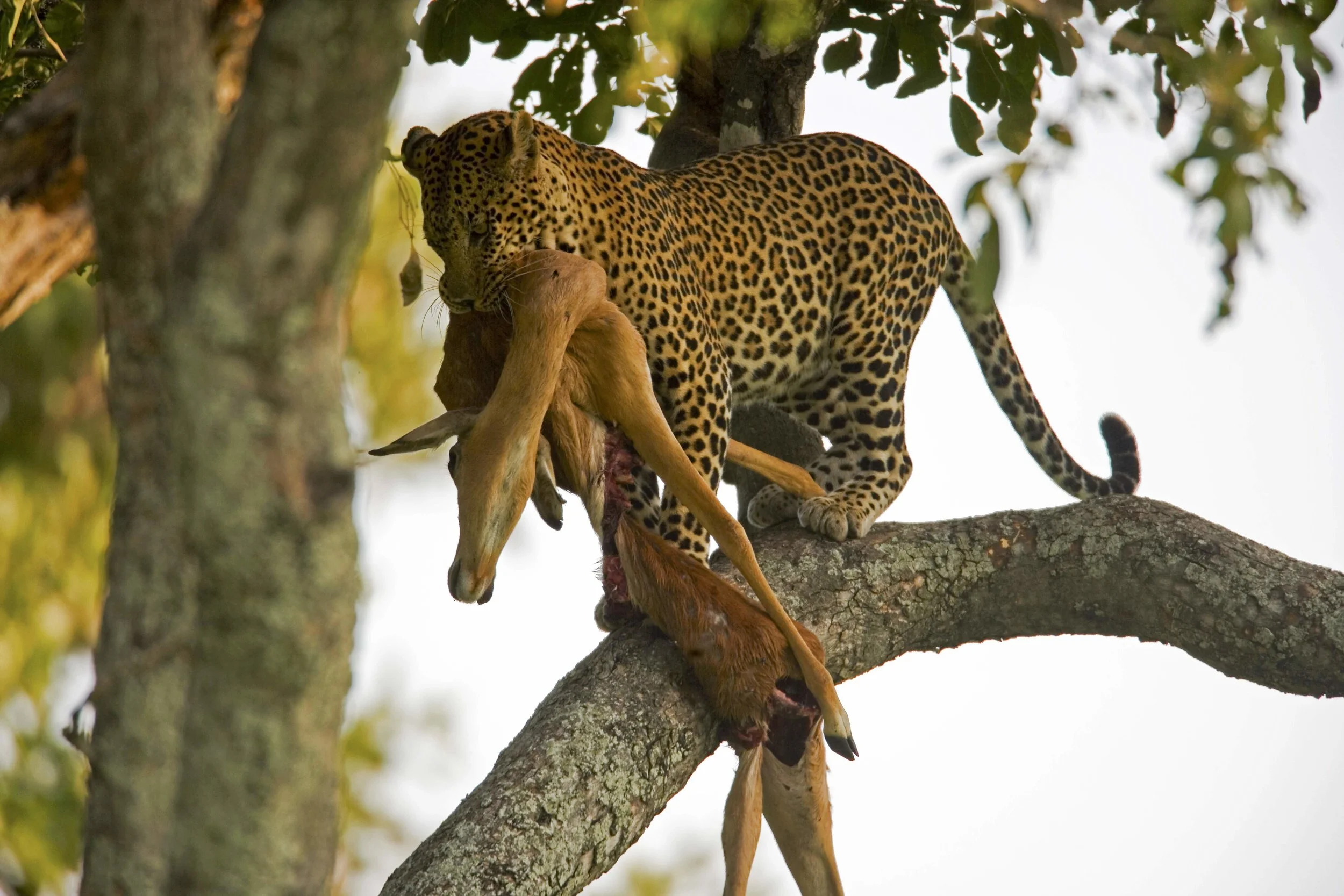 selinda_reserve_wildlife-greatplainsconservation-41.jpg