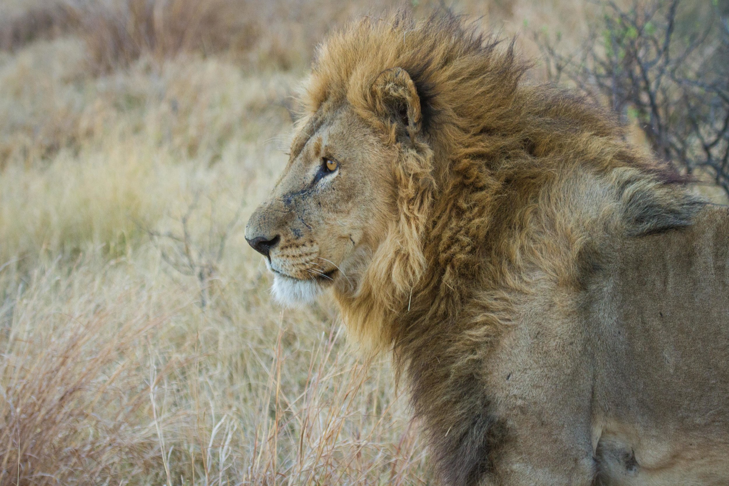 camp-xakanaxa-lion.jpg