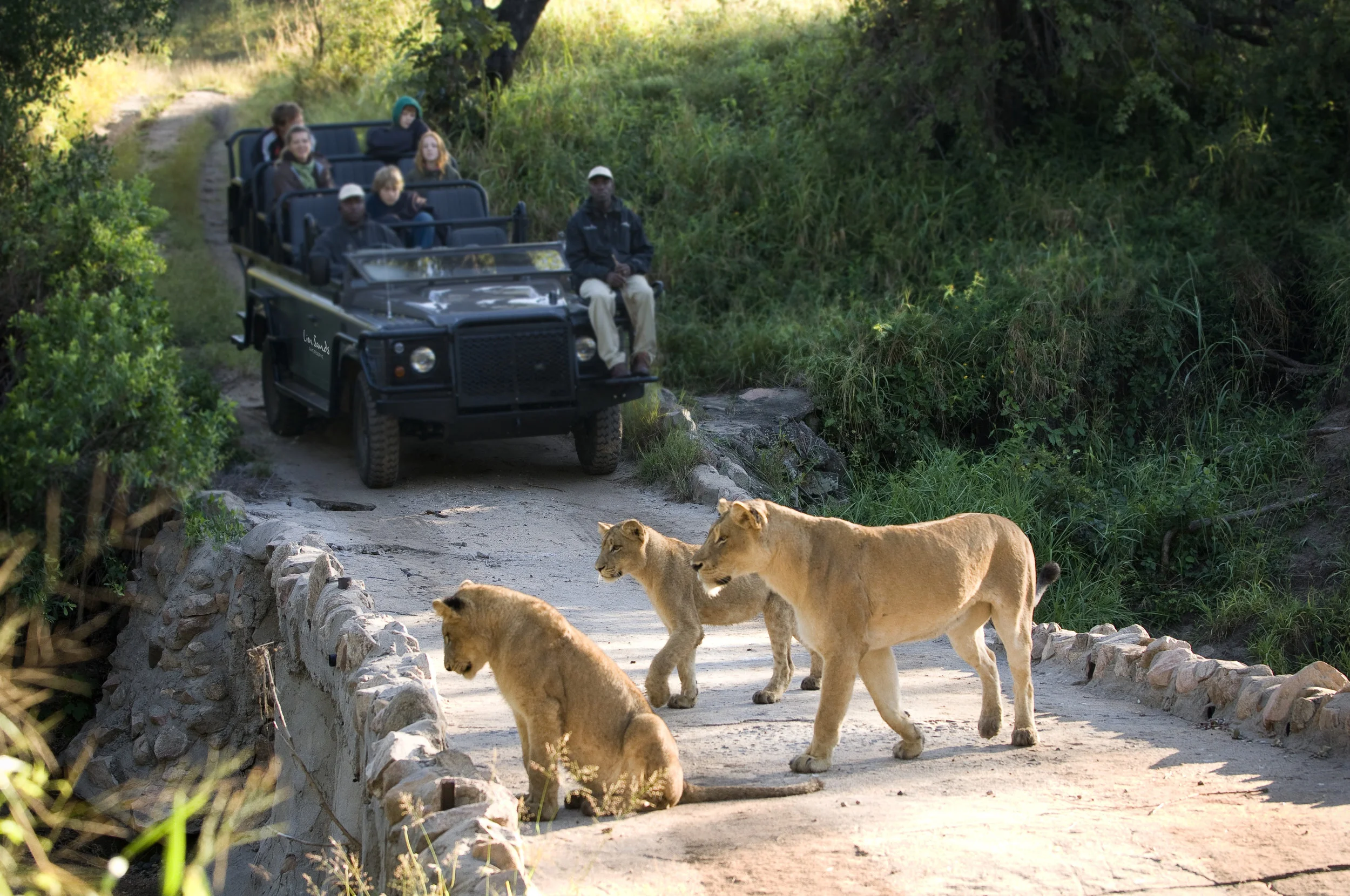 animal_vehicle07.jpg