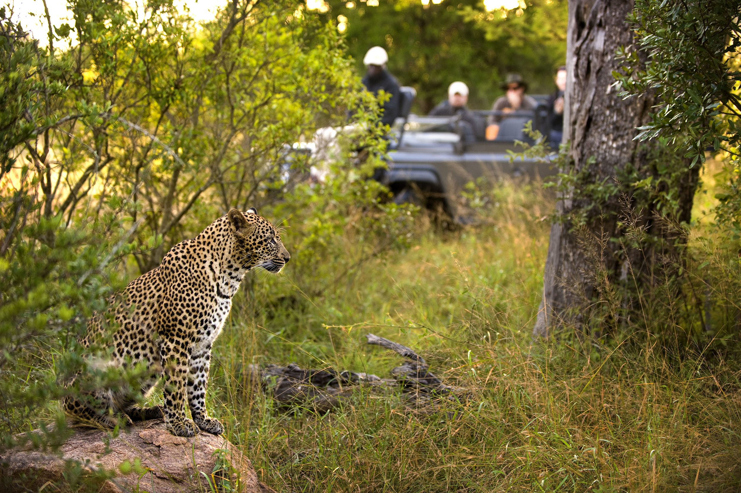animals_vehicle72.jpg