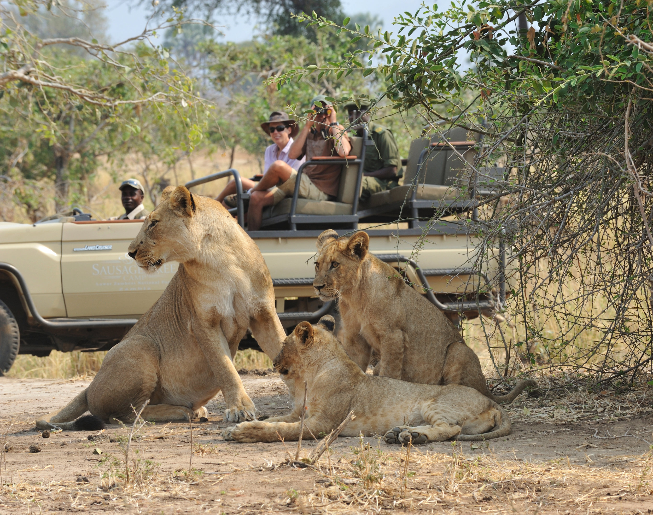 pb_activity_-_game_drive_with_lion.jpg