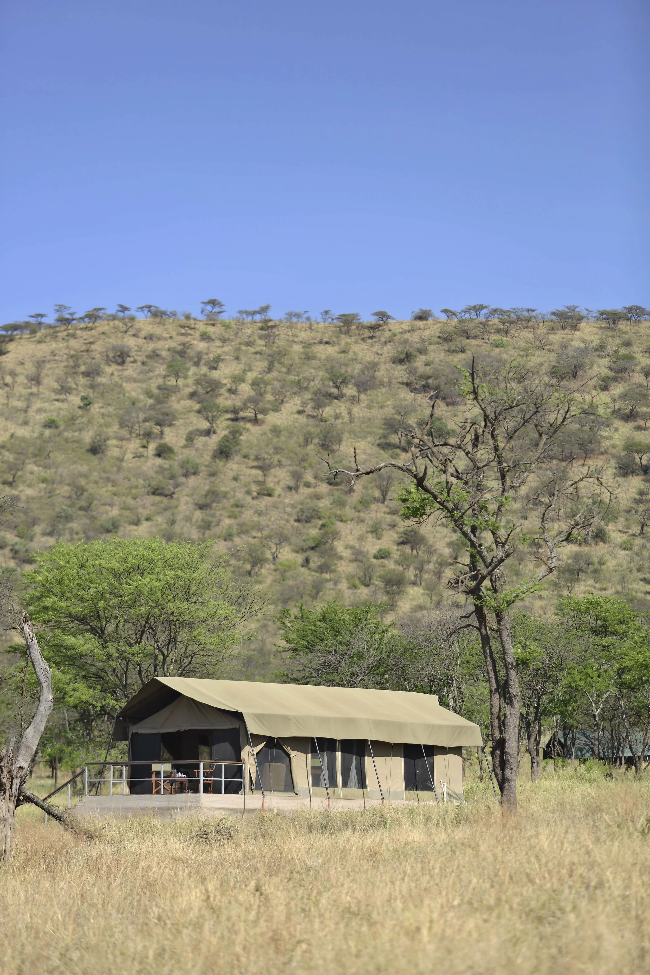 Dunia-Middle-of-the-Serengeti.jpg