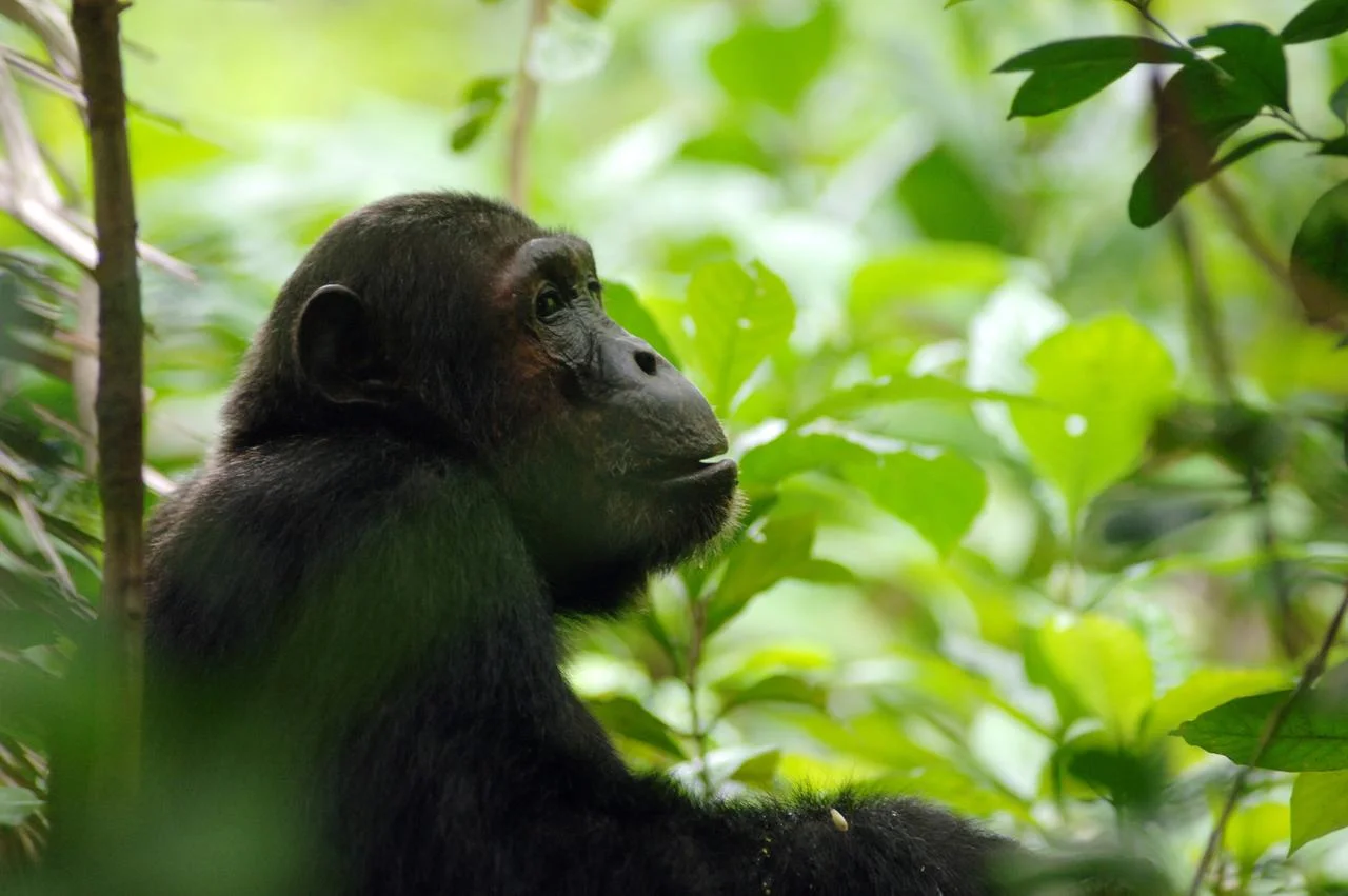 Greystoke Mahale - Tanzania