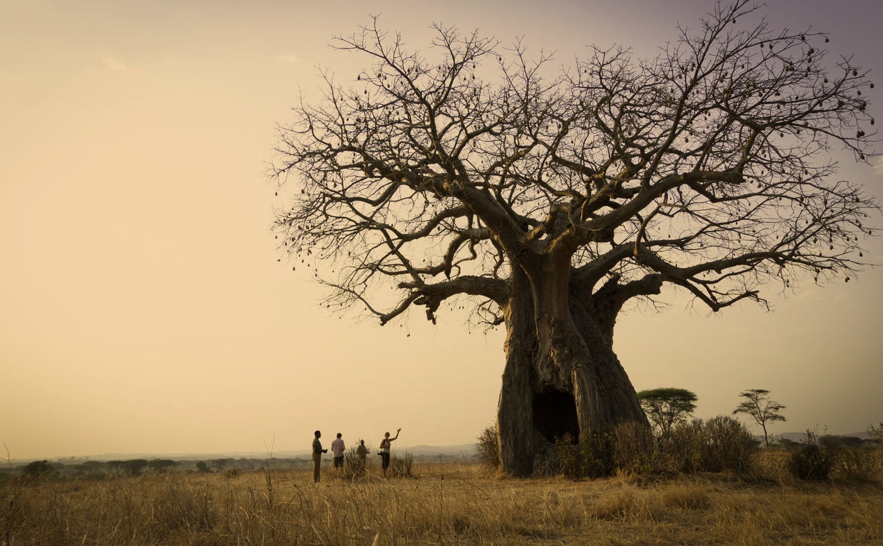 ruaha+safari+%26+experiences+.jpg
