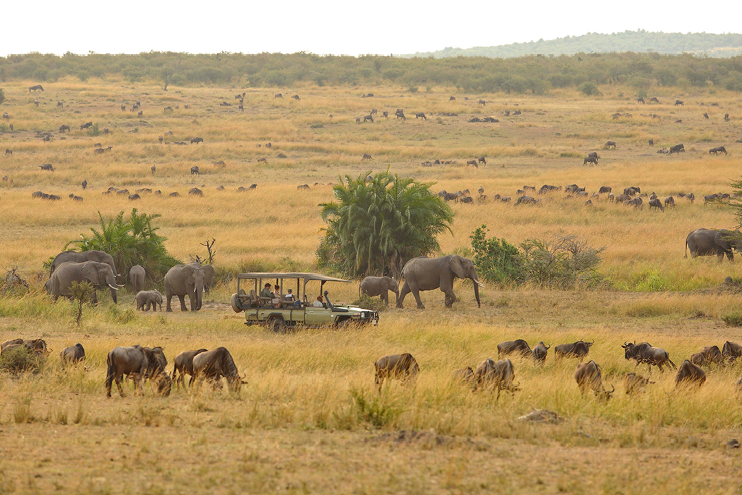 Game Drive - Kimondo Migration Camp