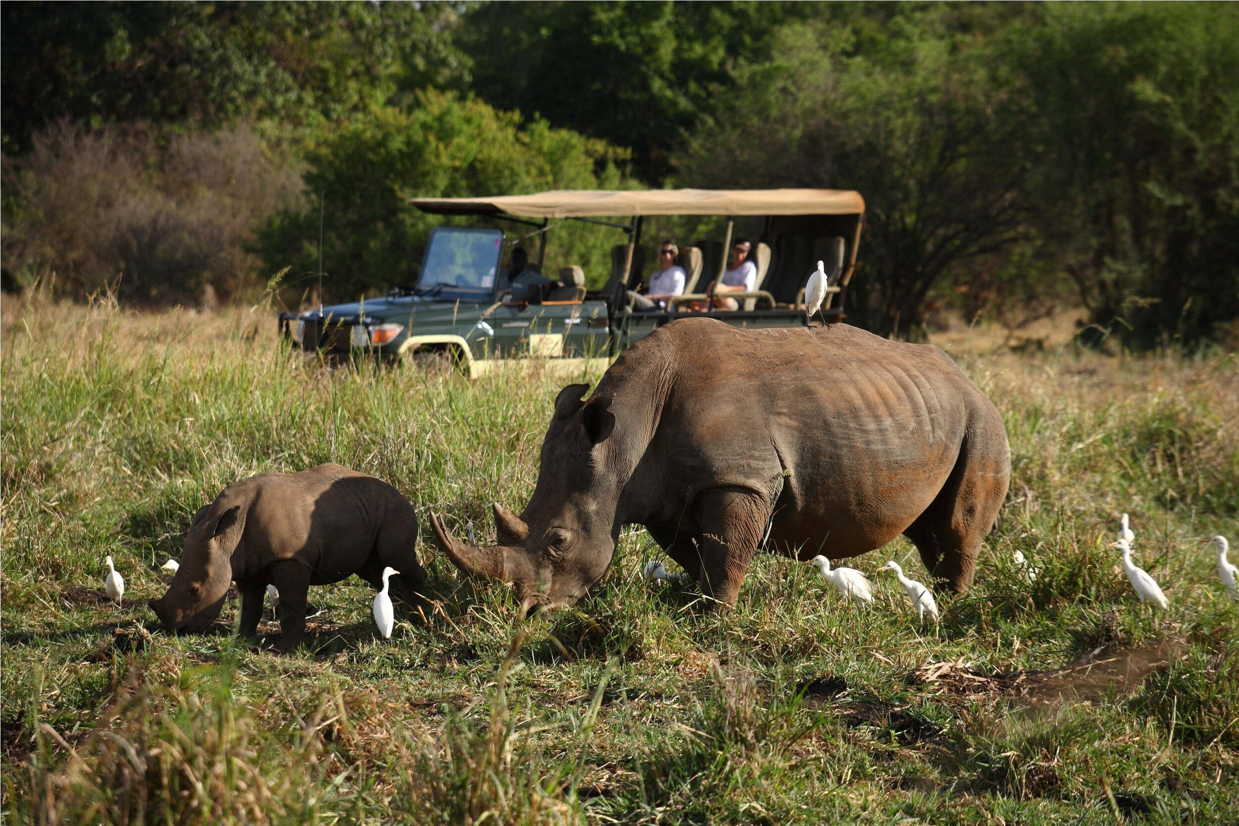 Rhino viewing with local guides