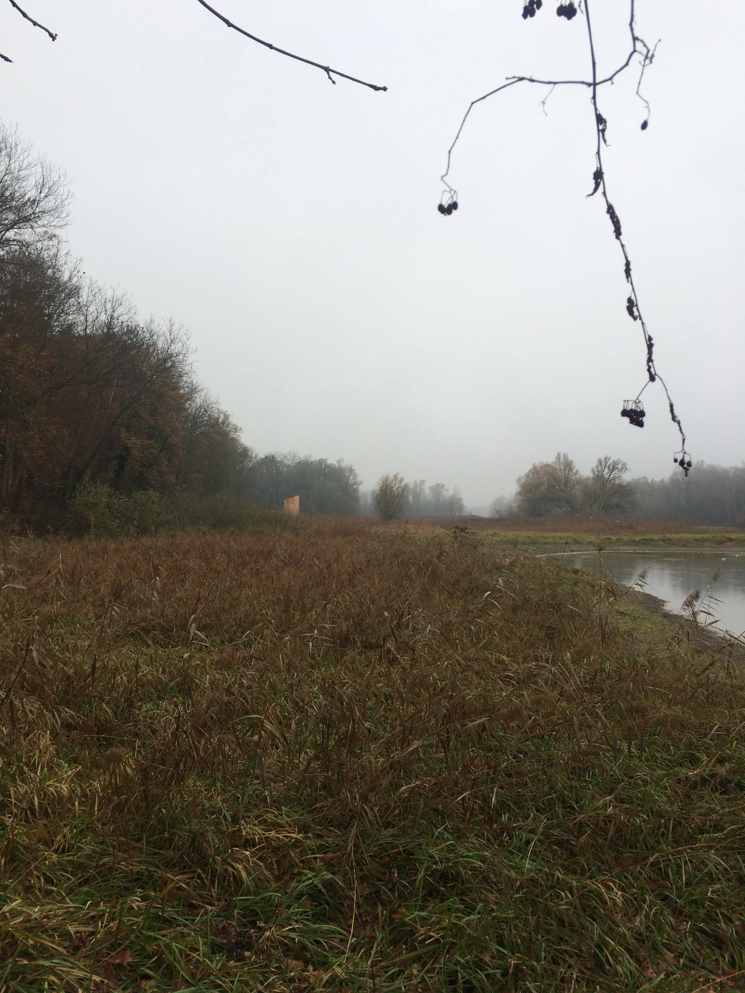 Weitblick am alten Rhein