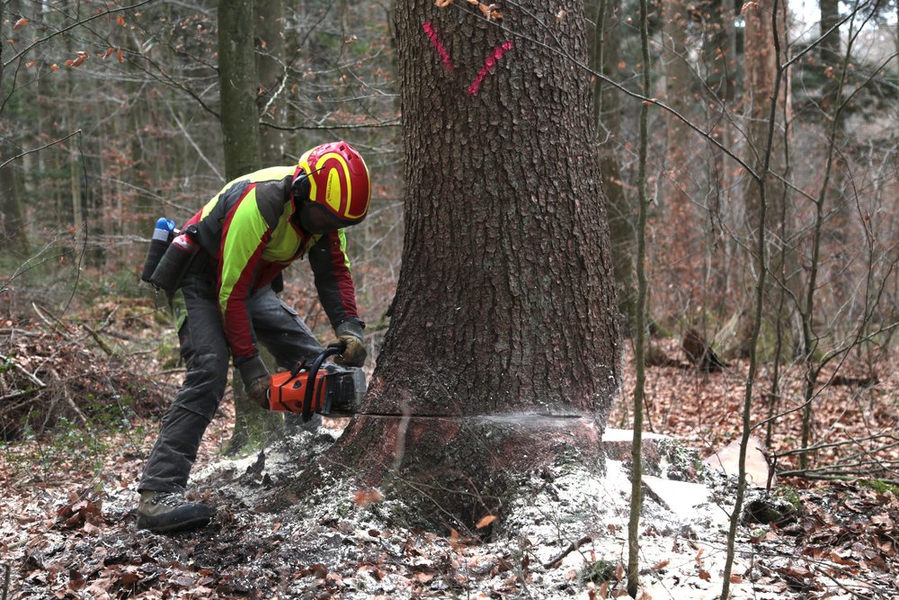 Holzschlag_3.JPG