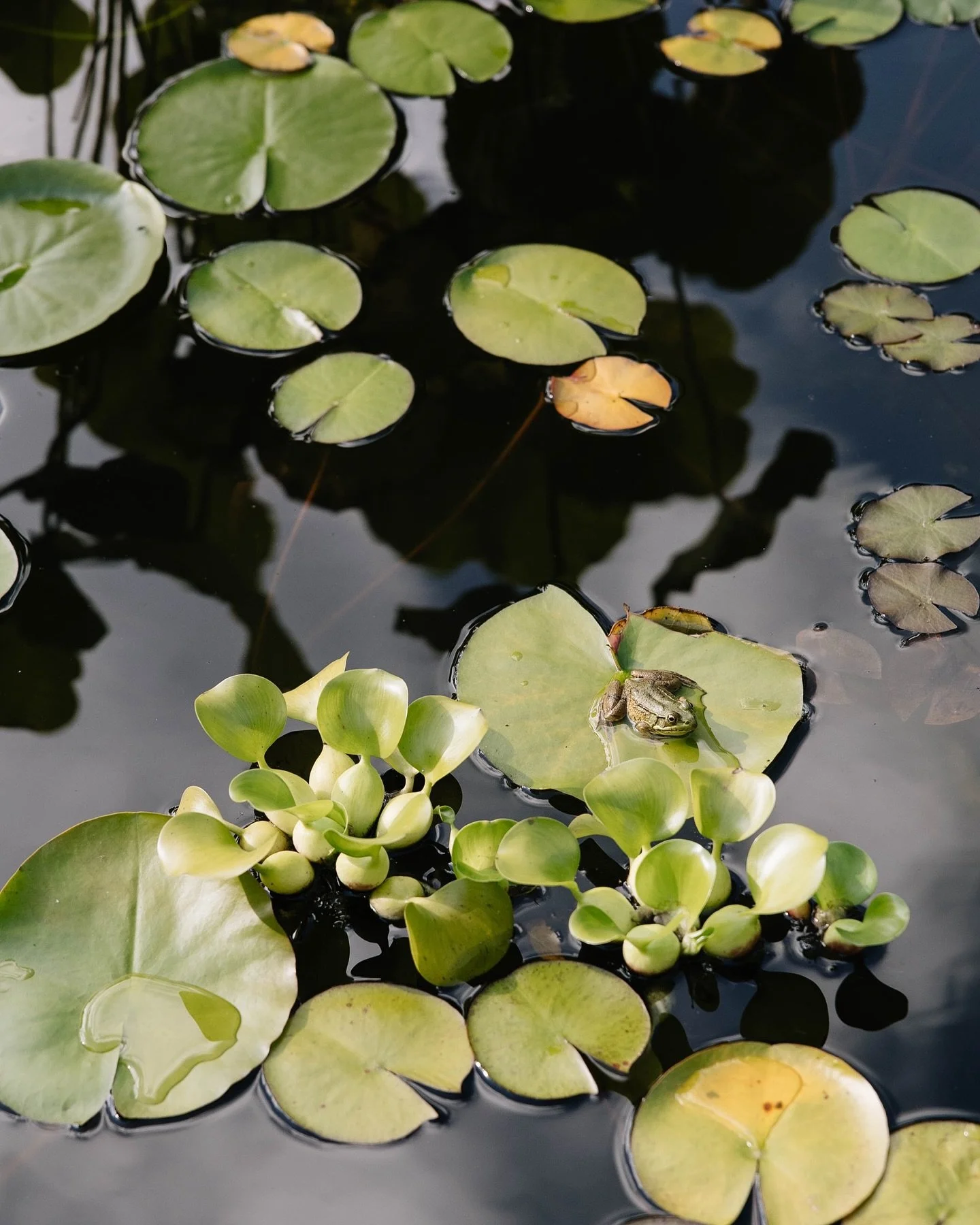 A few snippets from Long Hill 🪷 I&rsquo;ve always loved the North Shore of MA, and I&rsquo;m so thankful that my &ldquo;work&rdquo; so often brings me back to the prettiest corners of it.

Boston wedding photographer, New England wedding photographe