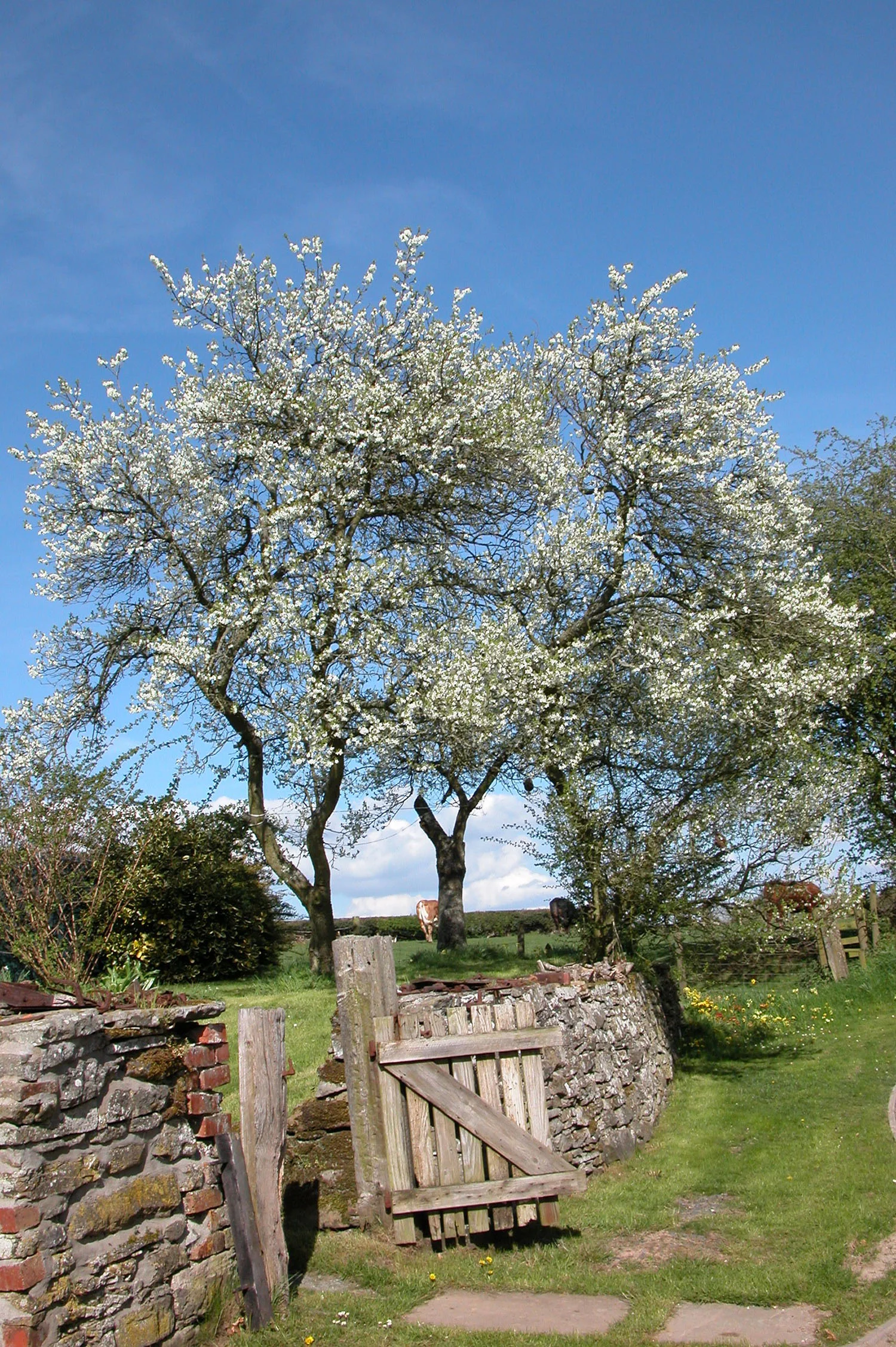 Gate and tree in blossom.JPG