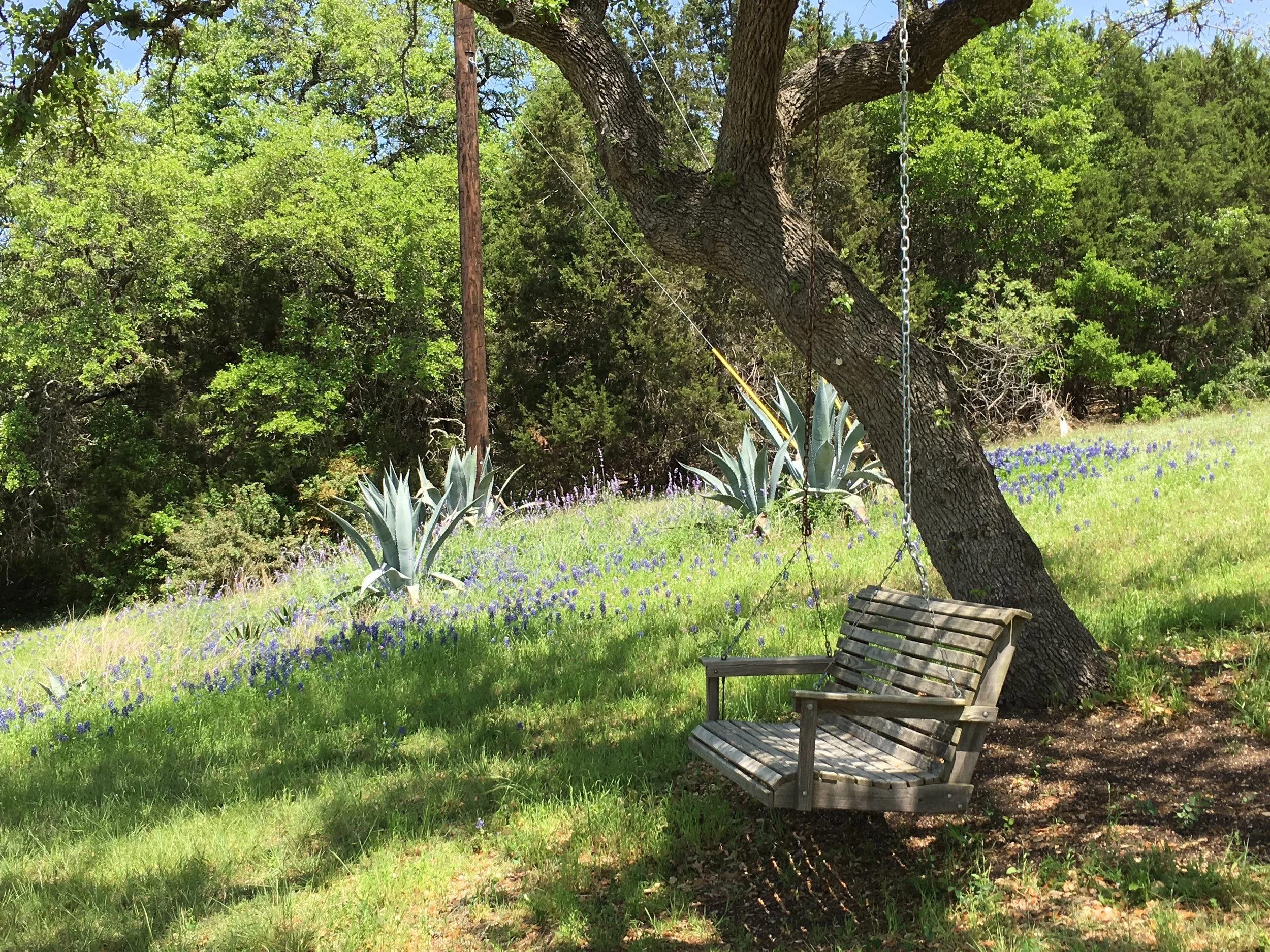 Bluebonnet Swing.jpg