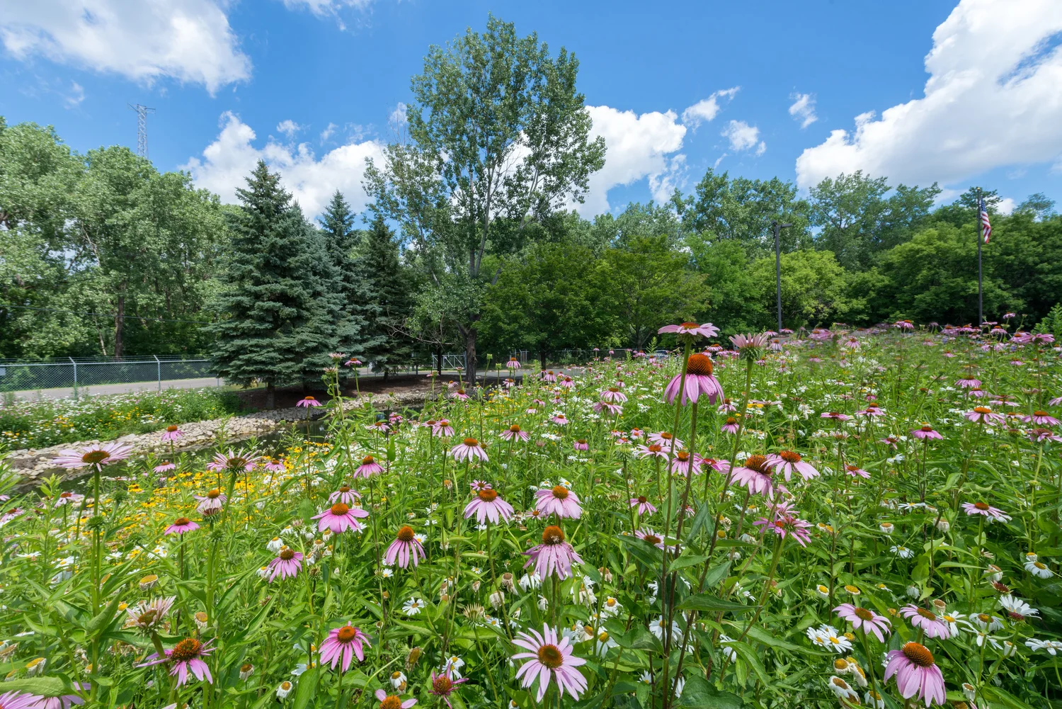 “Native Prairie Viewed from Parking Lot” Summer 2018, Evoqua Water Technologies, Roseville, MN