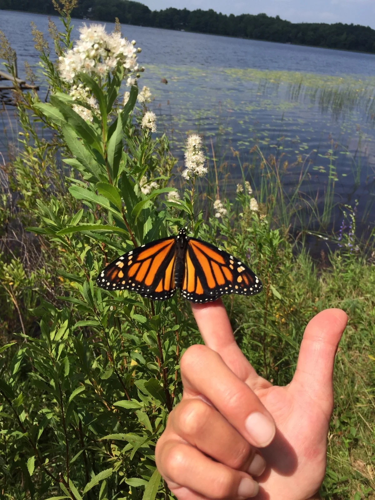 Prescription Landscape team at a monarch butterfly release