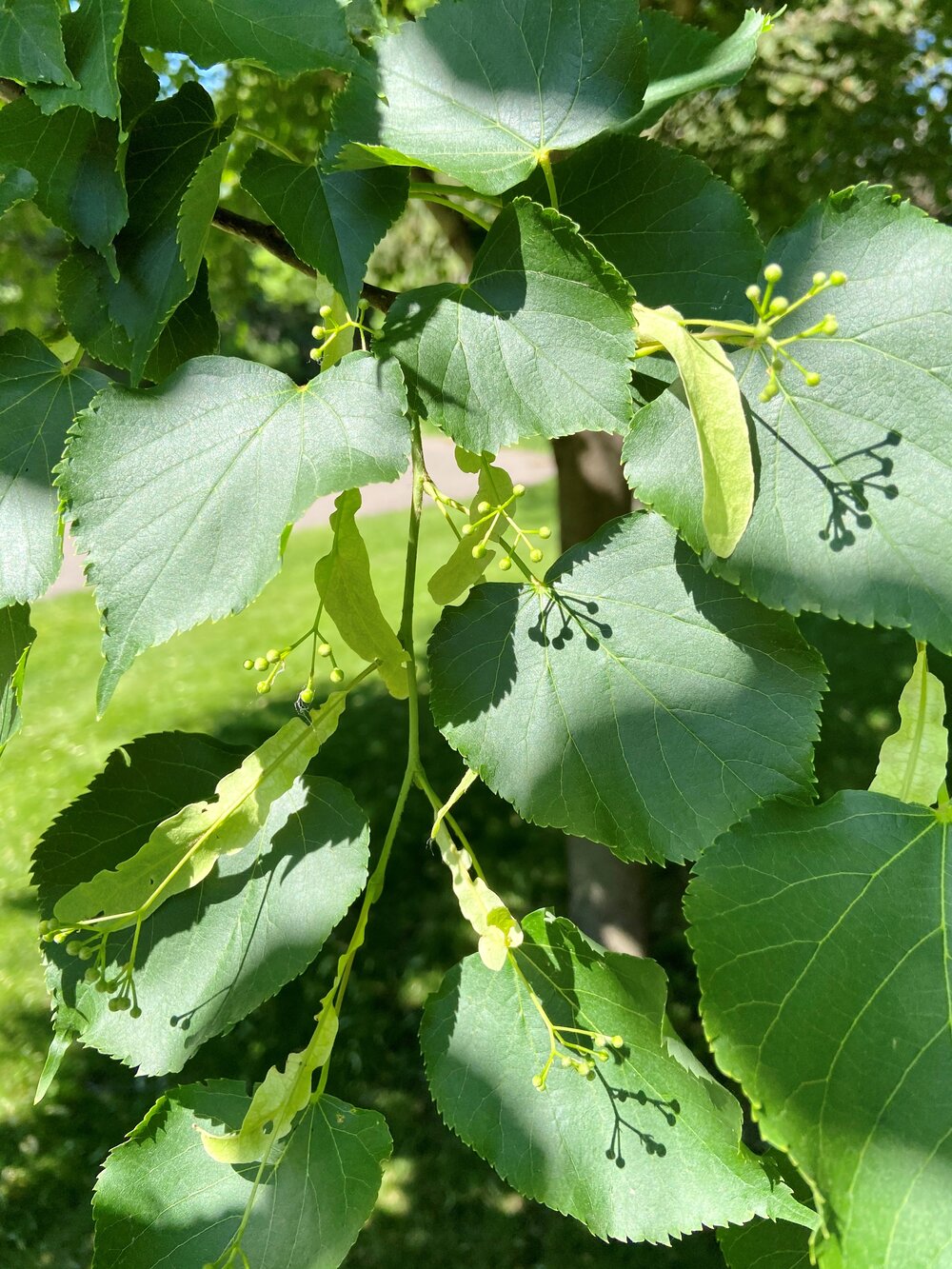 american linden tree leaves
