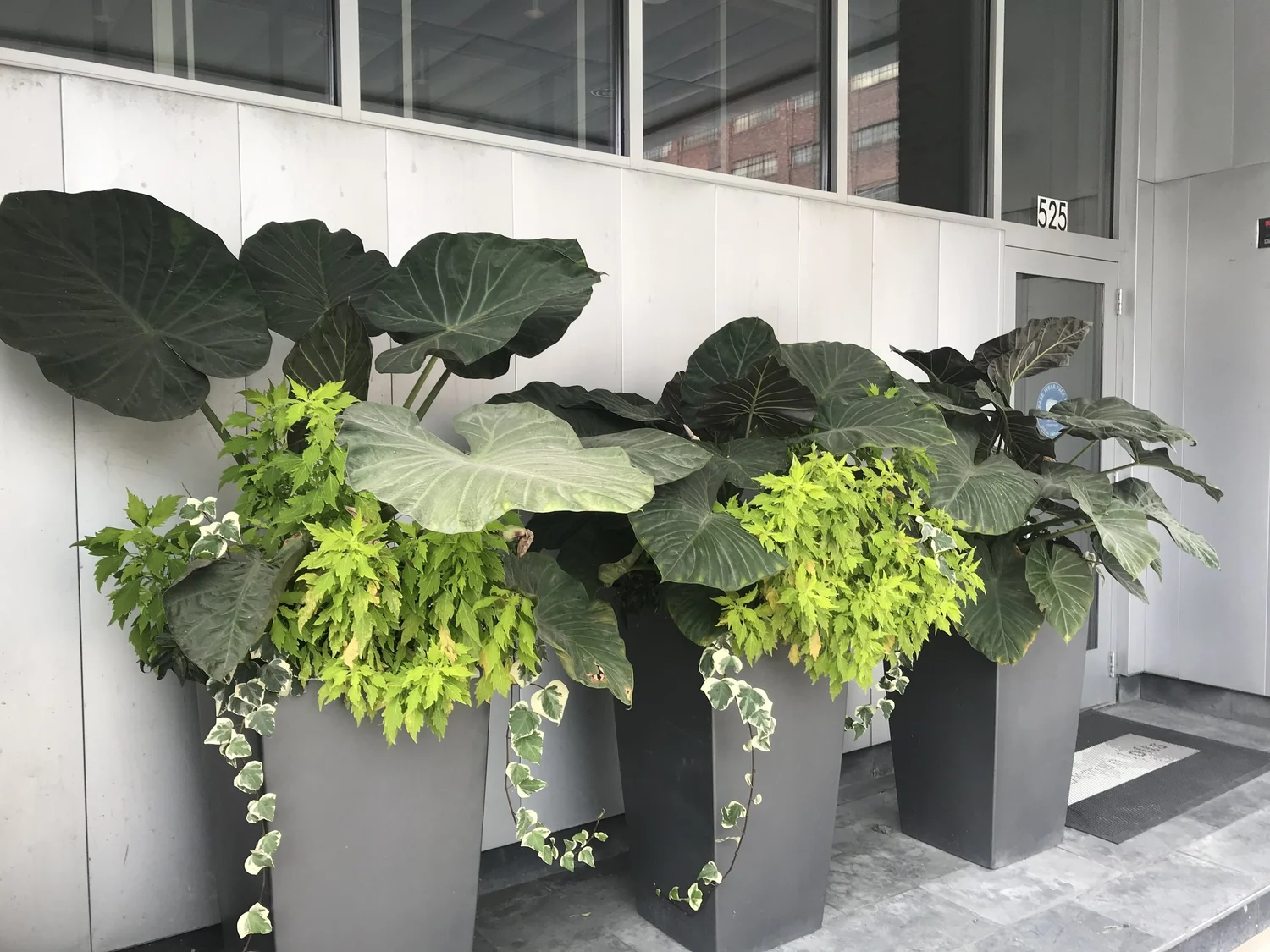 Eufloria by Prescription seasonal planting and botanical design