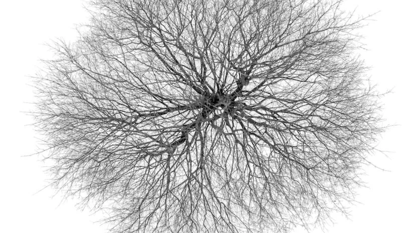 0.+Tree+Crown.jpg