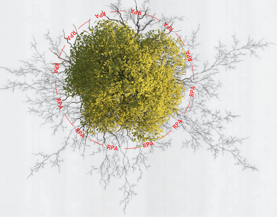 Root Protection Area RPA