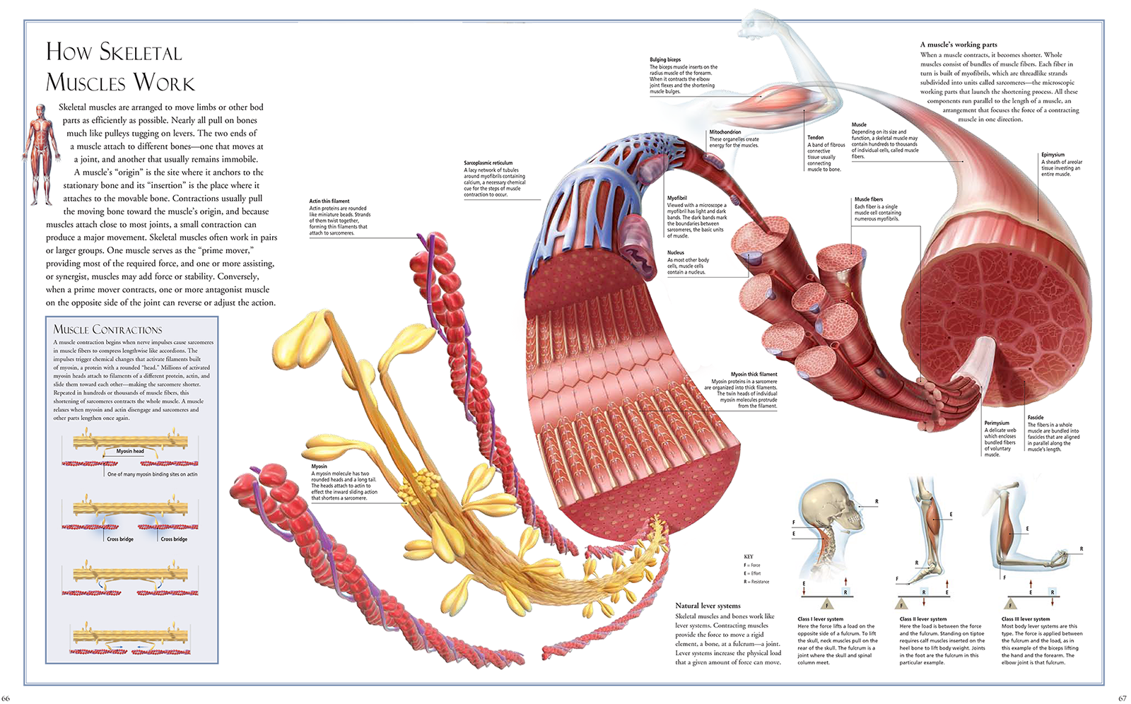 Muscle Structure