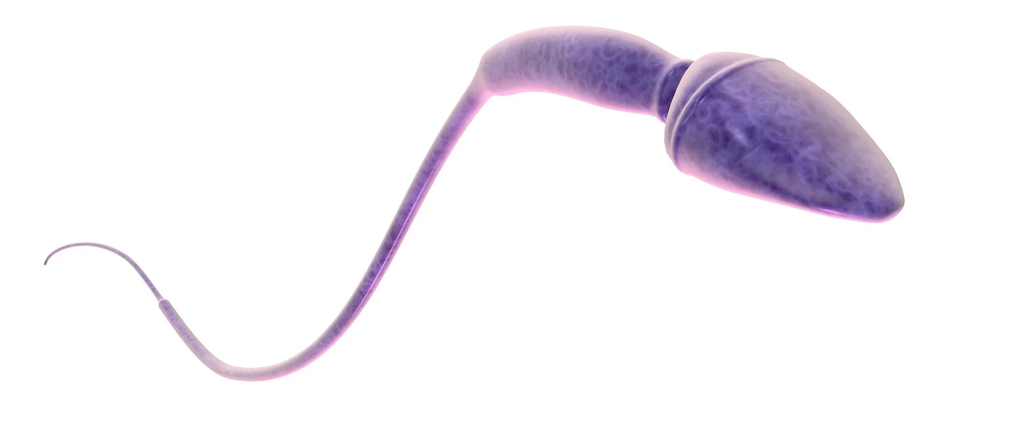 Sperm Cell for Weldon Owen