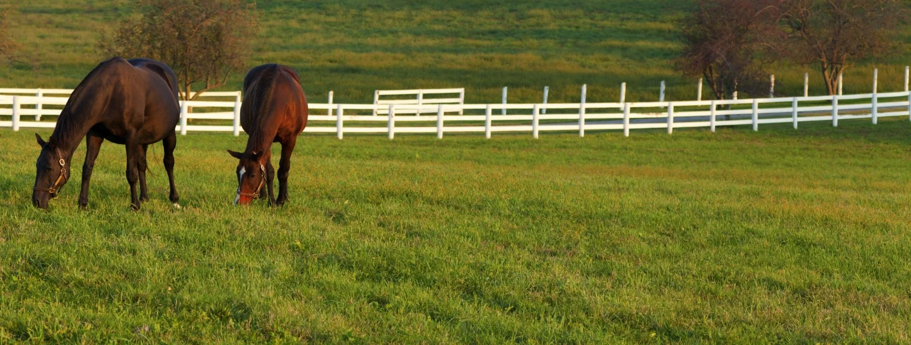 paddocks-sized.jpg